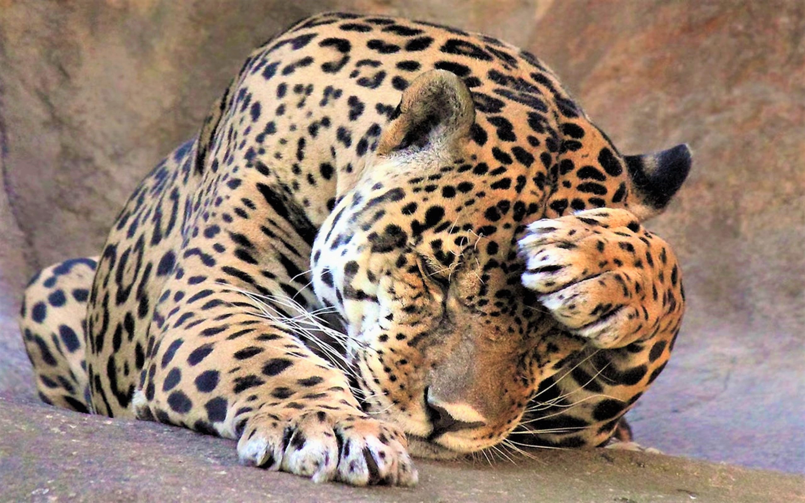 Free download wallpaper Jaguar, Animal on your PC desktop