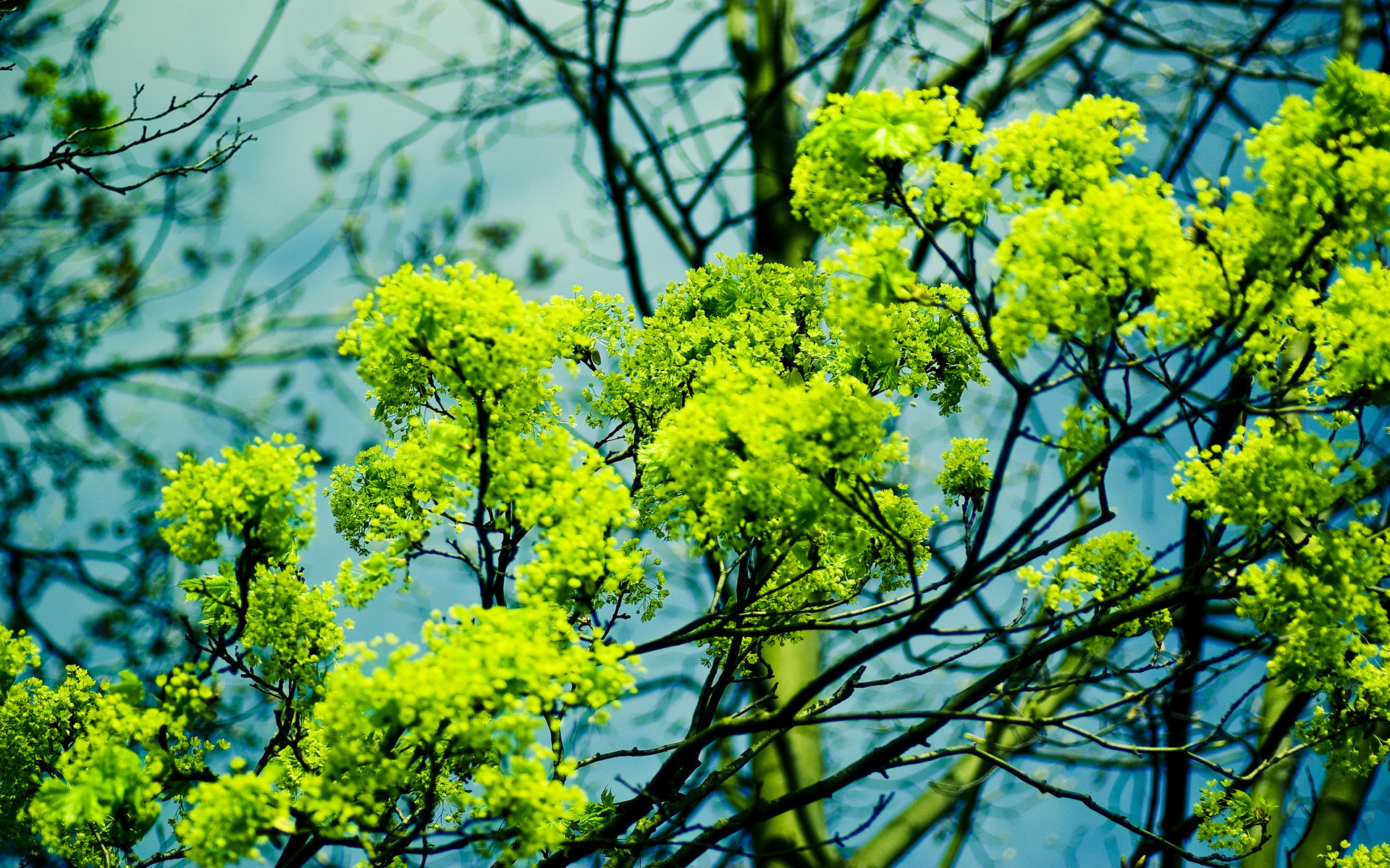 Descarga gratuita de fondo de pantalla para móvil de Flores, Florecer, Tierra/naturaleza.