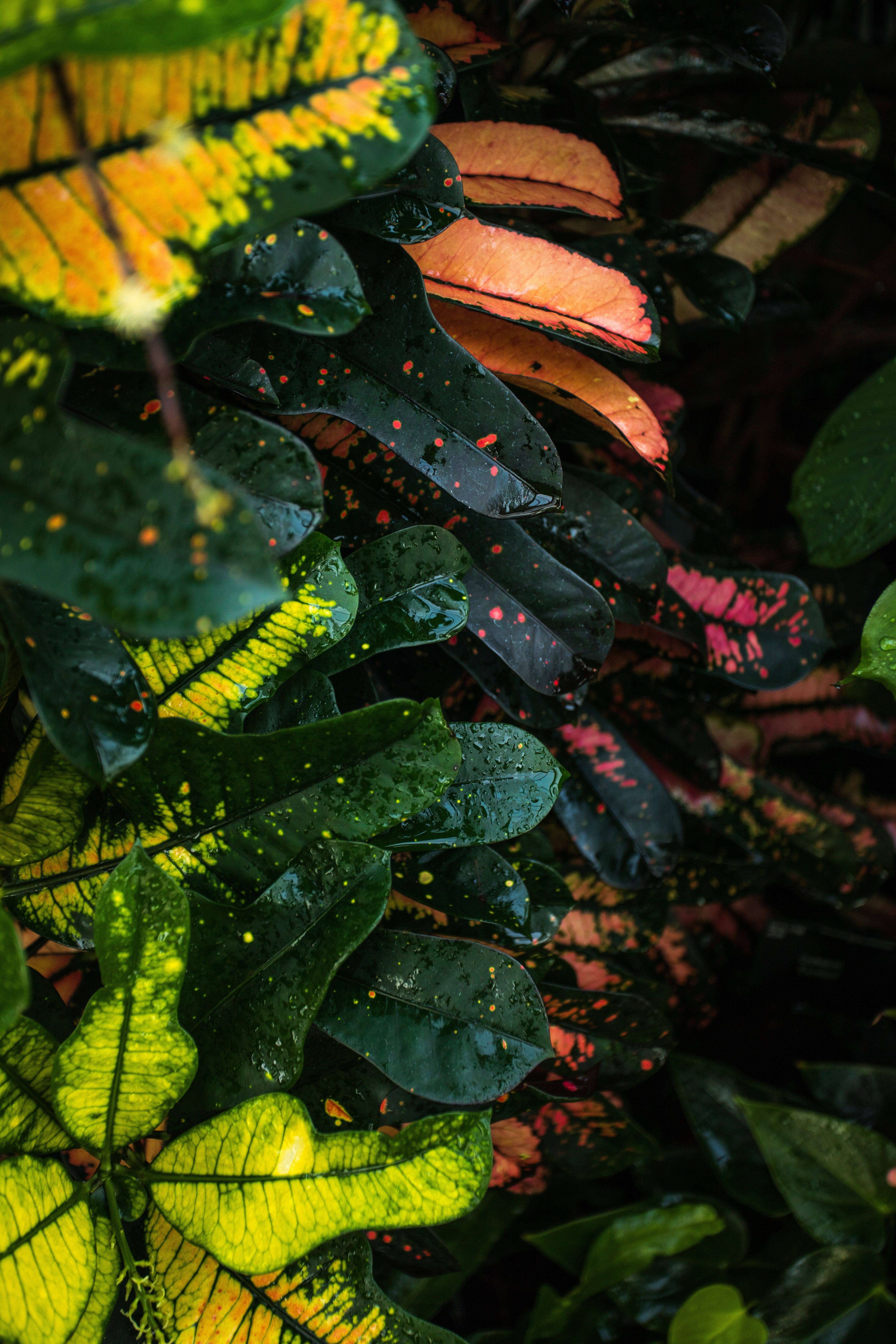 drops, leaves, macro, multicolored, motley, wet, stains, spots Desktop Wallpaper