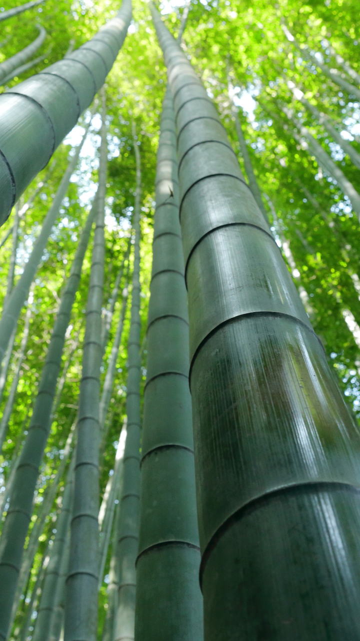 Download mobile wallpaper Nature, Earth, Bamboo, Greenery for free.