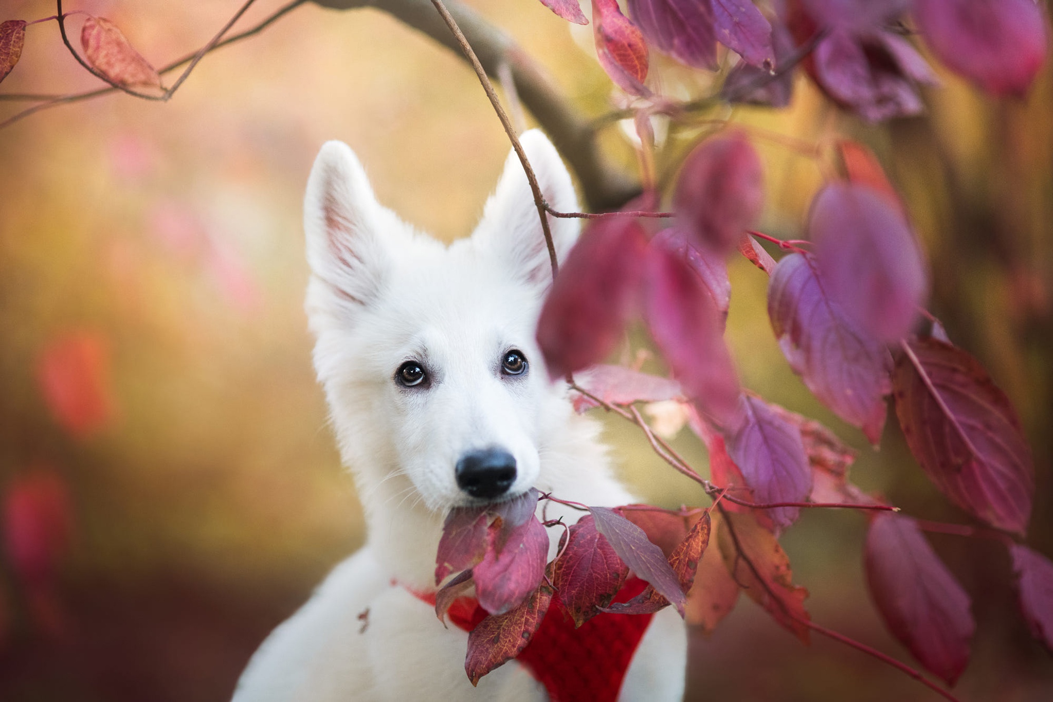 Download mobile wallpaper Dog, Fall, Animal, Swiss Shepherd for free.