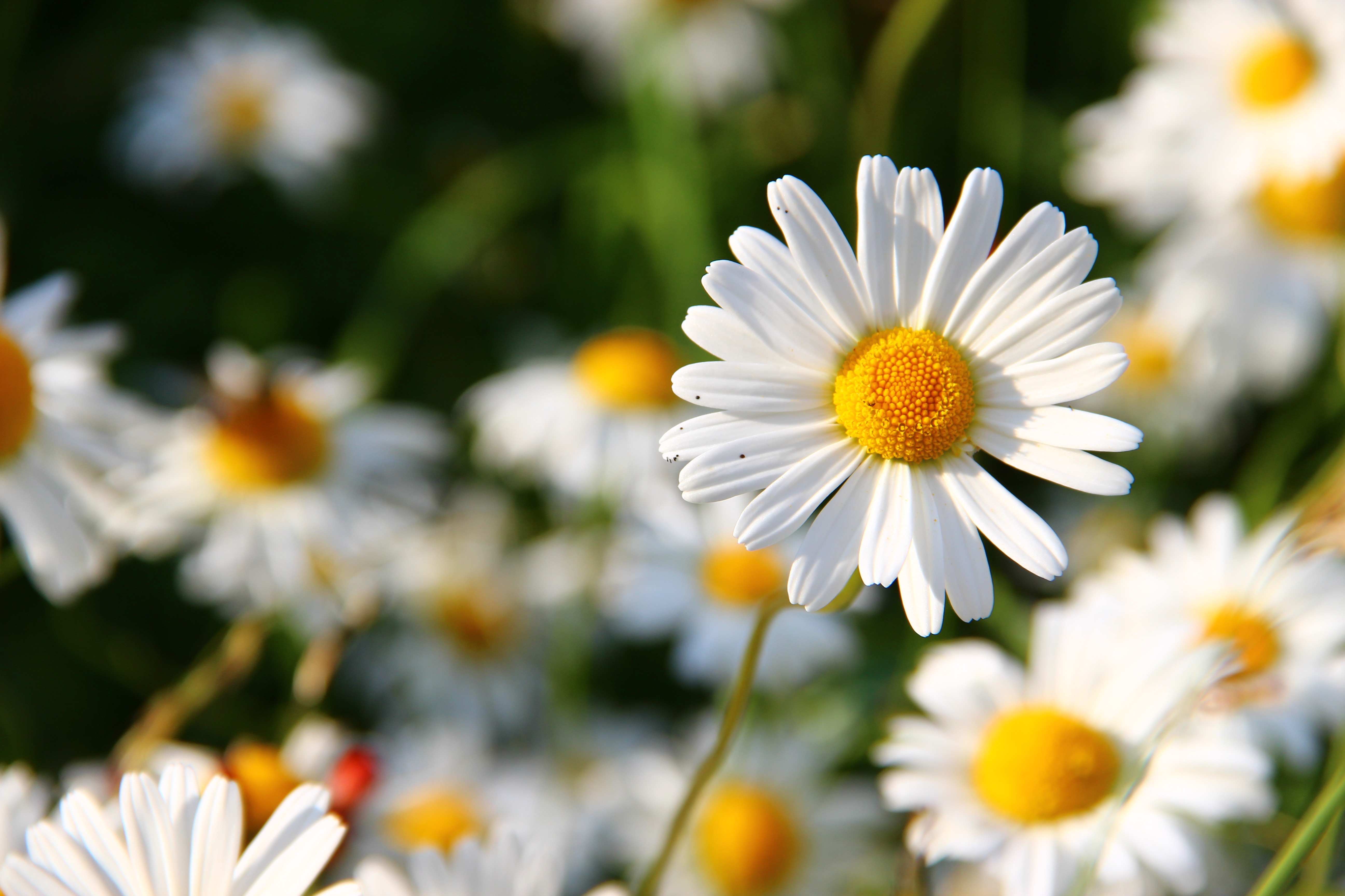 Laden Sie das Natur, Blumen, Blume, Nahansicht, Verwischen, Gänseblümchen, Weiße Blume, Erde/natur-Bild kostenlos auf Ihren PC-Desktop herunter