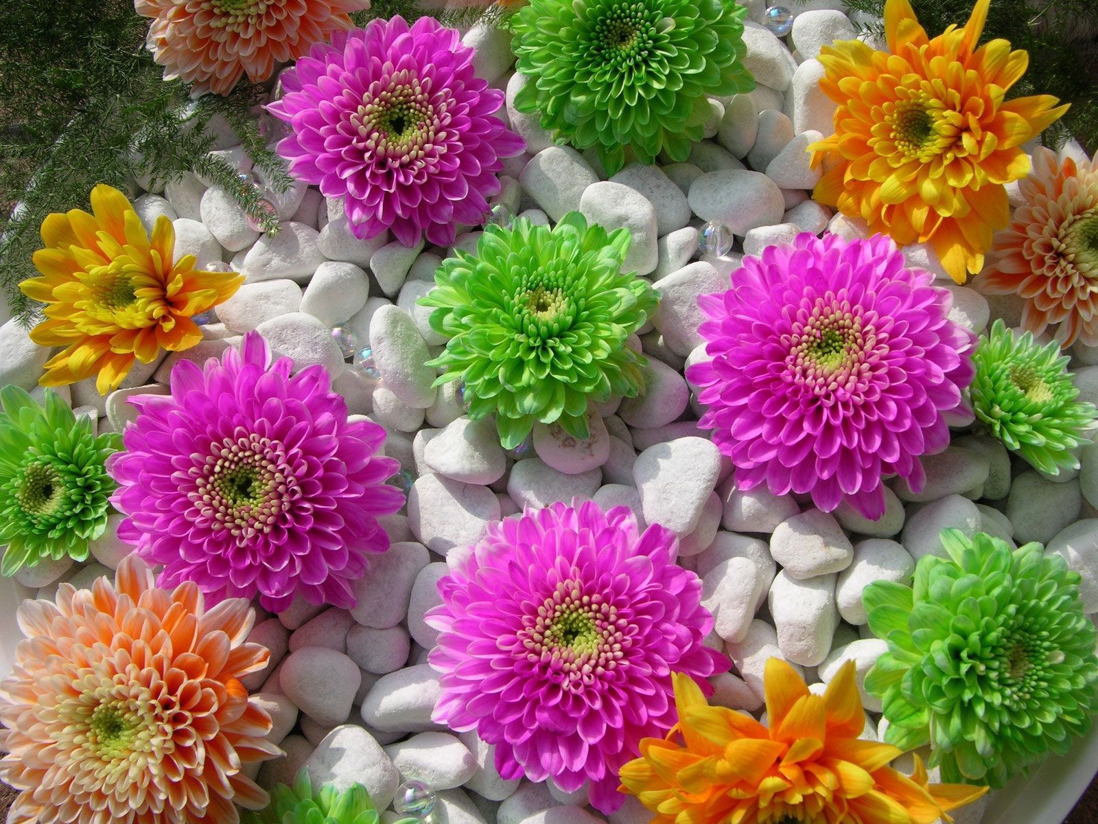 composition, flowers, stones, chrysanthemum, beauty