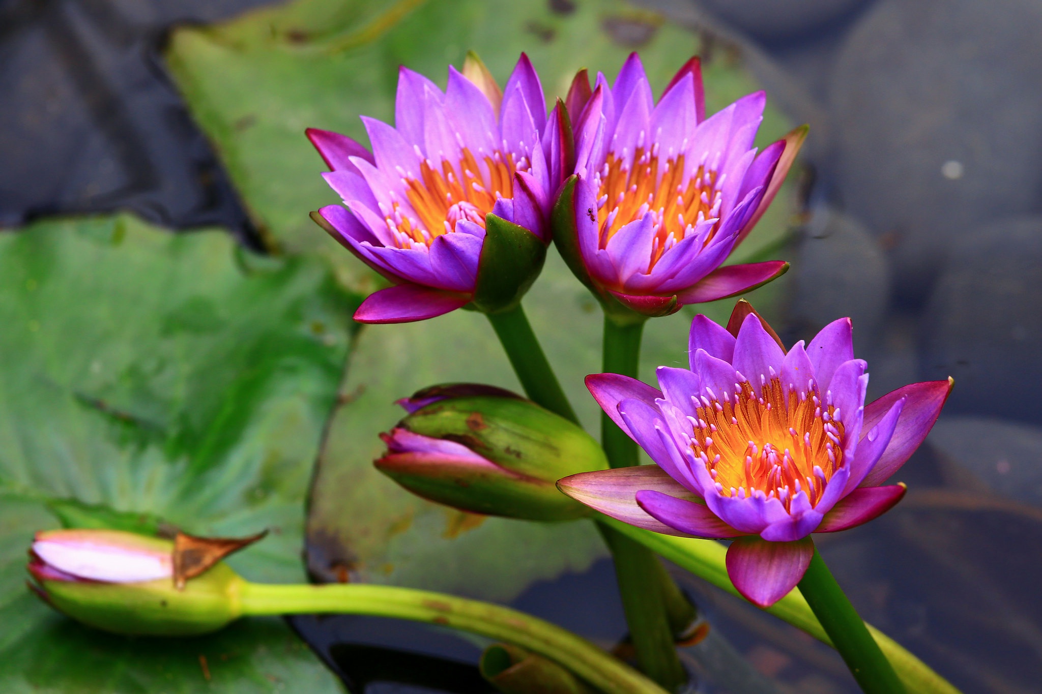 Laden Sie das Natur, Blumen, Blume, Seerose, Lila Blume, Erde/natur-Bild kostenlos auf Ihren PC-Desktop herunter