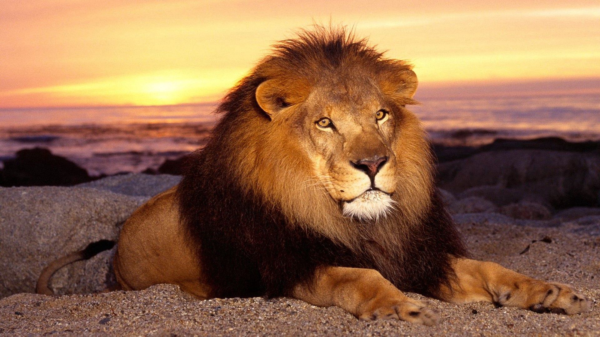 121604 descargar imagen animales, un leon, puesta del sol, arena, tumbarse, mentir, león, melena: fondos de pantalla y protectores de pantalla gratis