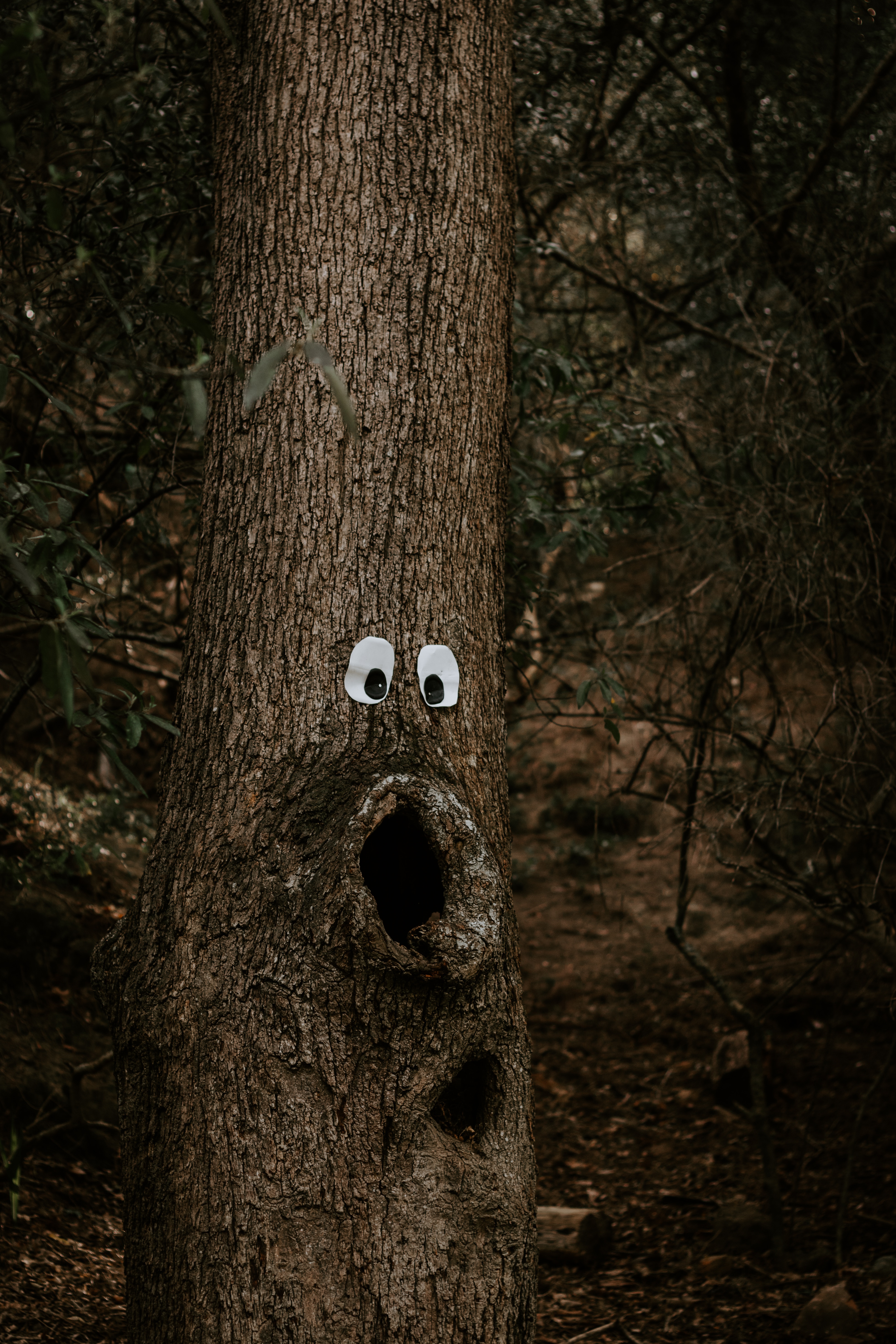 funny, miscellanea, miscellaneous, wood, tree, eyes, bark, trunk, amusingly