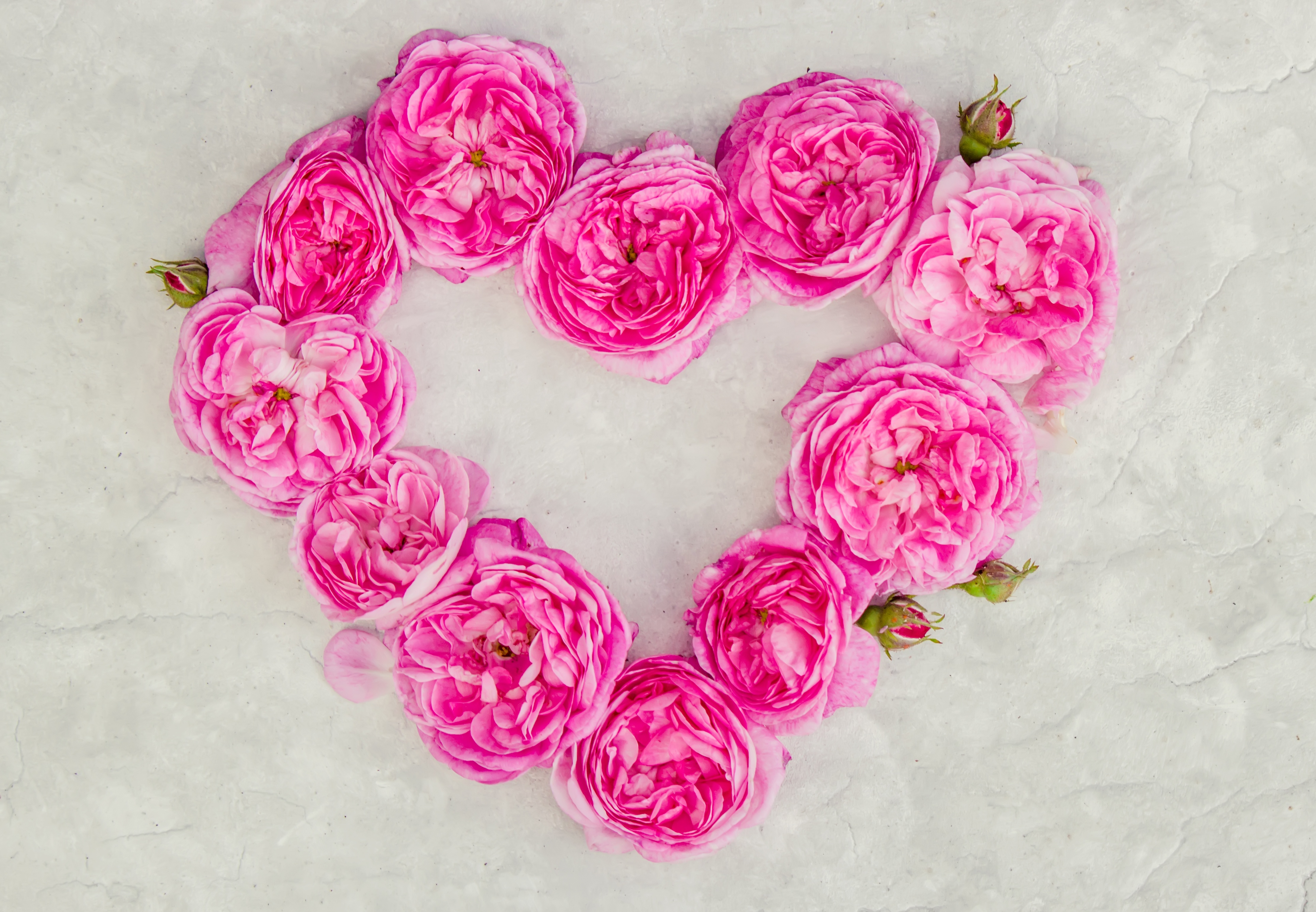 Laden Sie das Blumen, Blume, Erde/natur, Pinke Blume, Herzförmig-Bild kostenlos auf Ihren PC-Desktop herunter