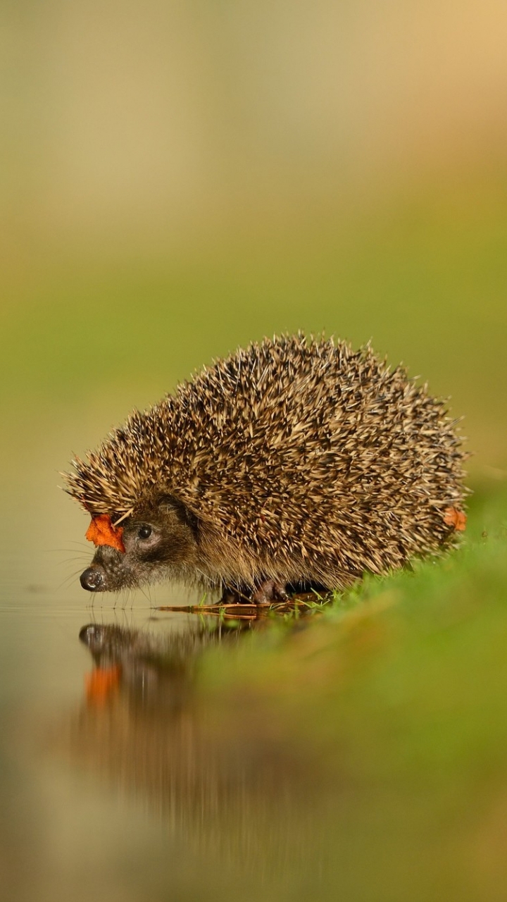 Handy-Wallpaper Tiere, Igel, Wasser, Spiegelung, Betrachtung kostenlos herunterladen.