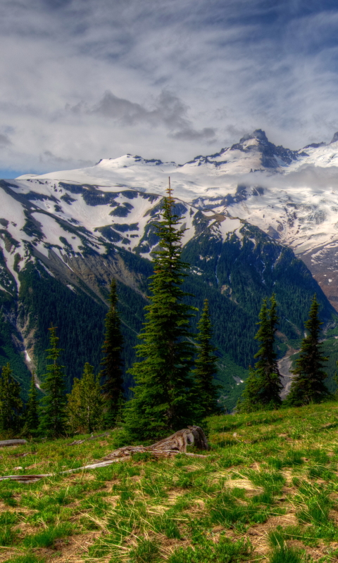 Descarga gratuita de fondo de pantalla para móvil de Montañas, Nieve, Montaña, Bosque, Árbol, Monte Rainier, Tierra/naturaleza.