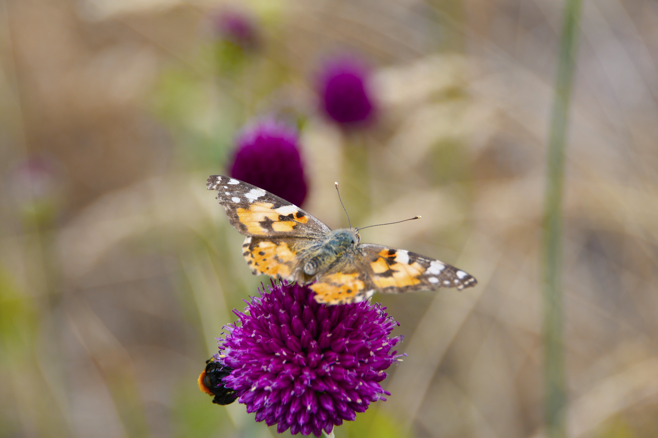 Descarga gratis la imagen Animales, Mariposa en el escritorio de tu PC