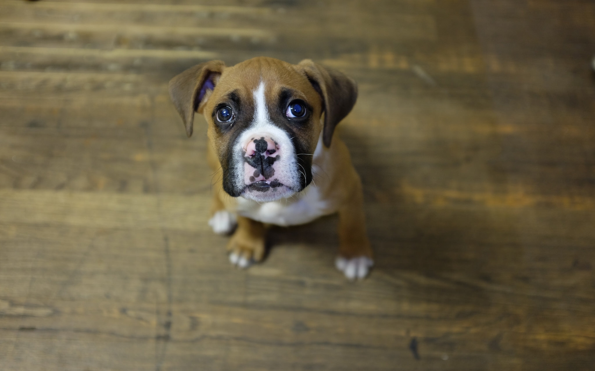 Free download wallpaper Dogs, Dog, Animal, Puppy, Boxer on your PC desktop