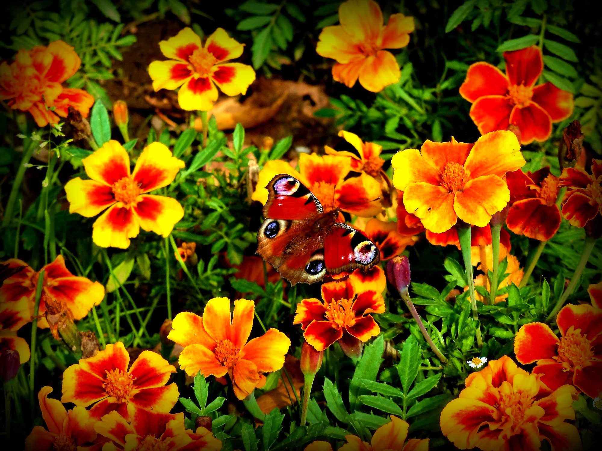 PCデスクトップに動物, 蝶, 花, マリーゴールド画像を無料でダウンロード