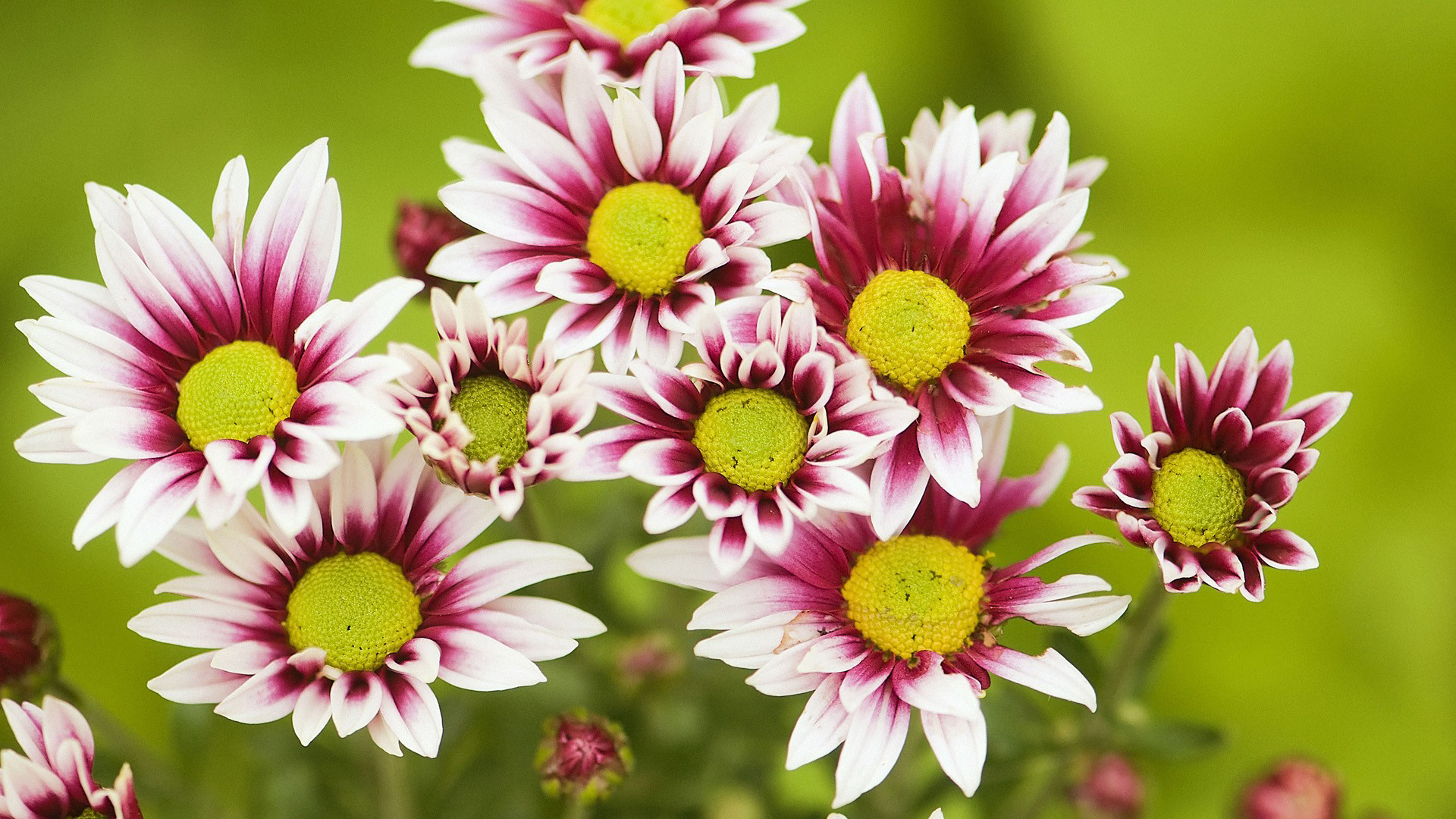 Téléchargez gratuitement l'image Fleurs, Fleur, Terre/nature sur le bureau de votre PC