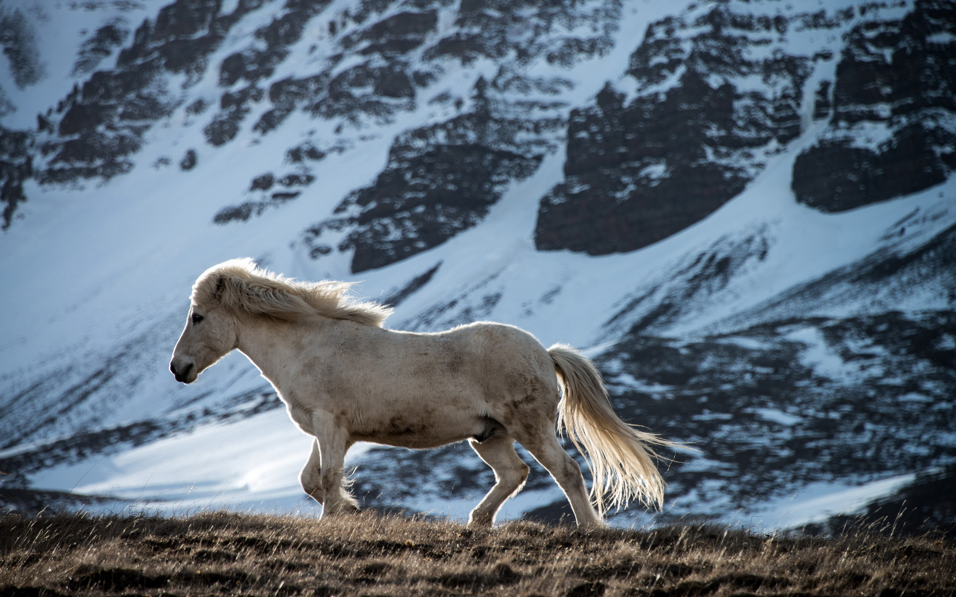 Téléchargez des papiers peints mobile Animaux, Cheval gratuitement.