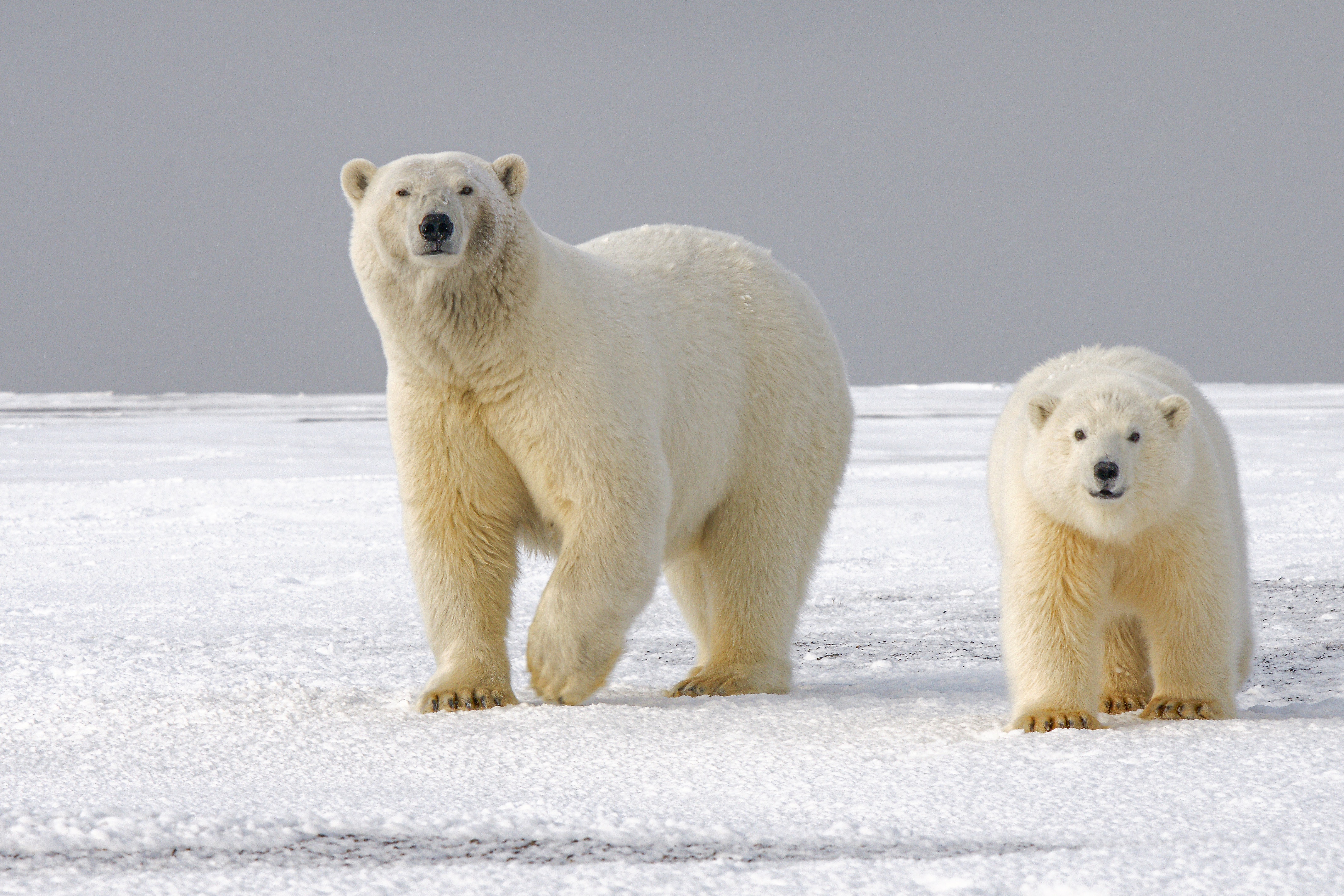 132860 télécharger l'image ours blanc, ours polaire, prédateur, animaux, glace, neige, ours, vue, opinion - fonds d'écran et économiseurs d'écran gratuits