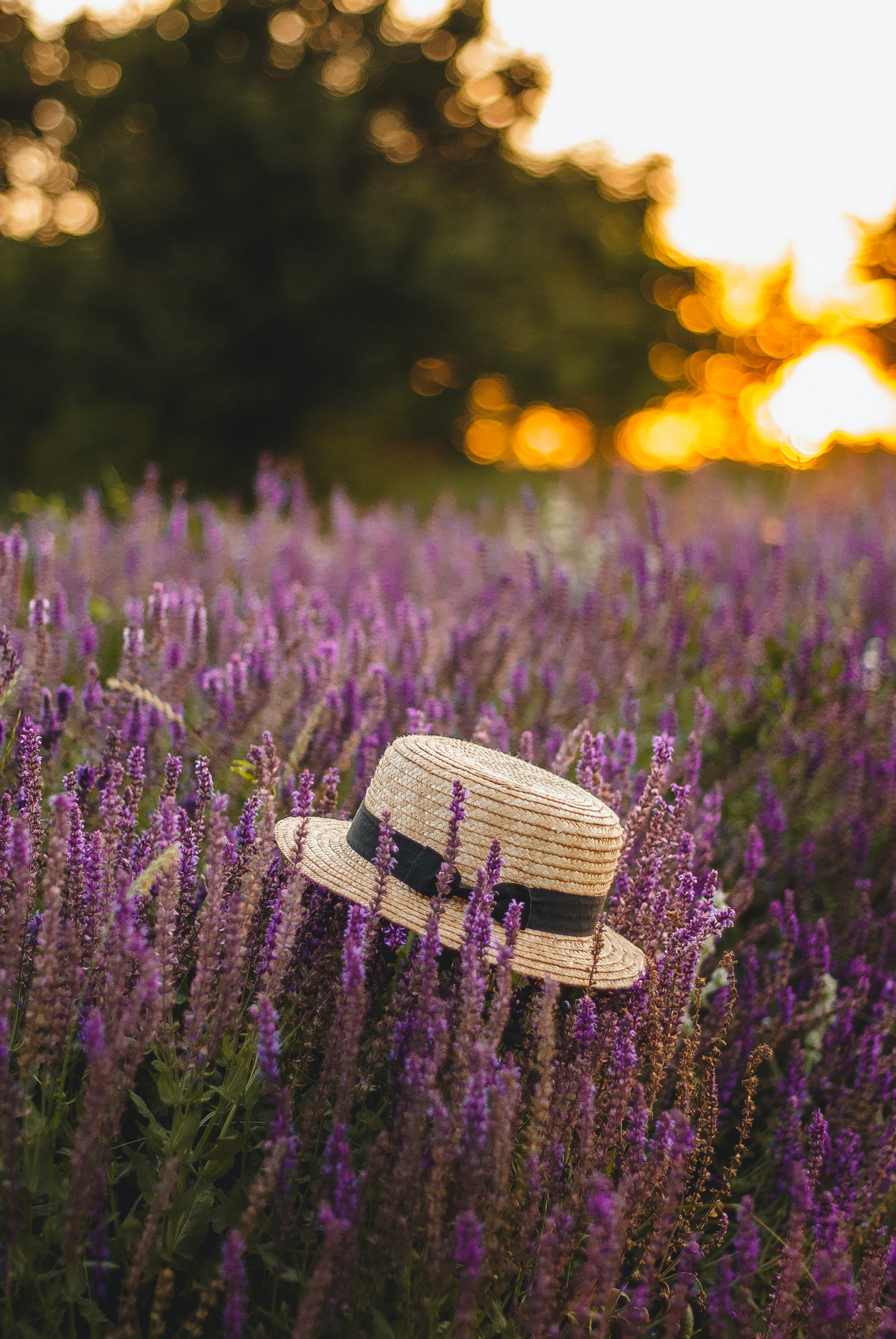 Cool Wallpapers lavender, flowers, miscellanea, miscellaneous, hat, wildflowers