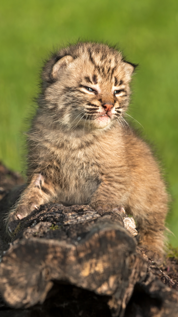 Download mobile wallpaper Cats, Animal, Baby Animal, Lynx, Cub for free.