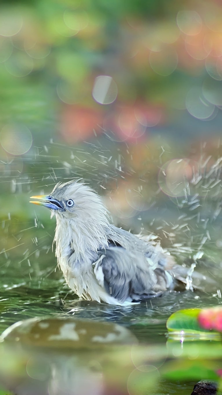 Download mobile wallpaper Birds, Water, Bird, Animal, Bokeh, Starling for free.