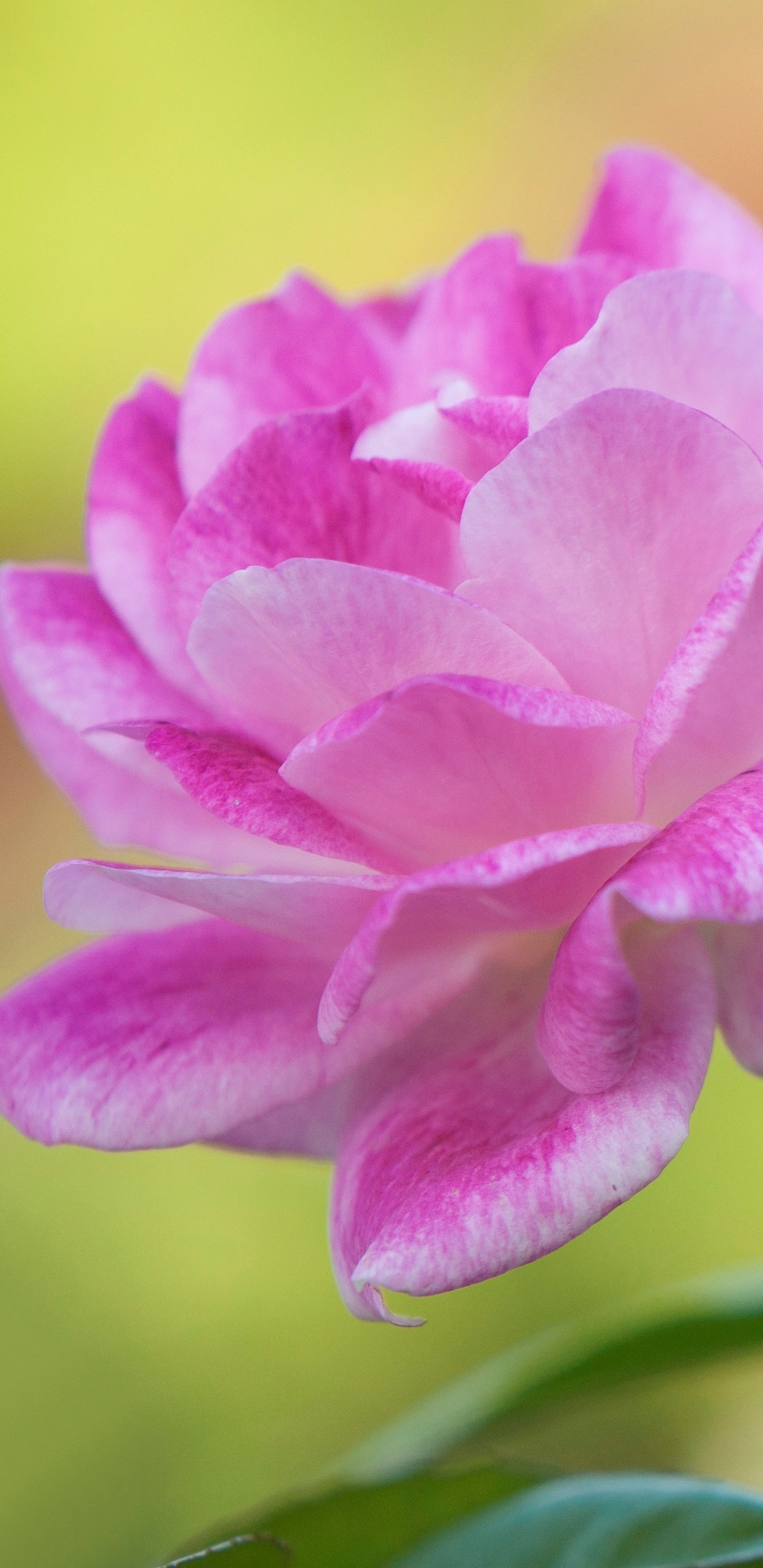 Завантажити шпалери безкоштовно Природа, Квітка, Роза, Земля, Рожева Квітка, Рожева Троянда, Флауерзи картинка на робочий стіл ПК