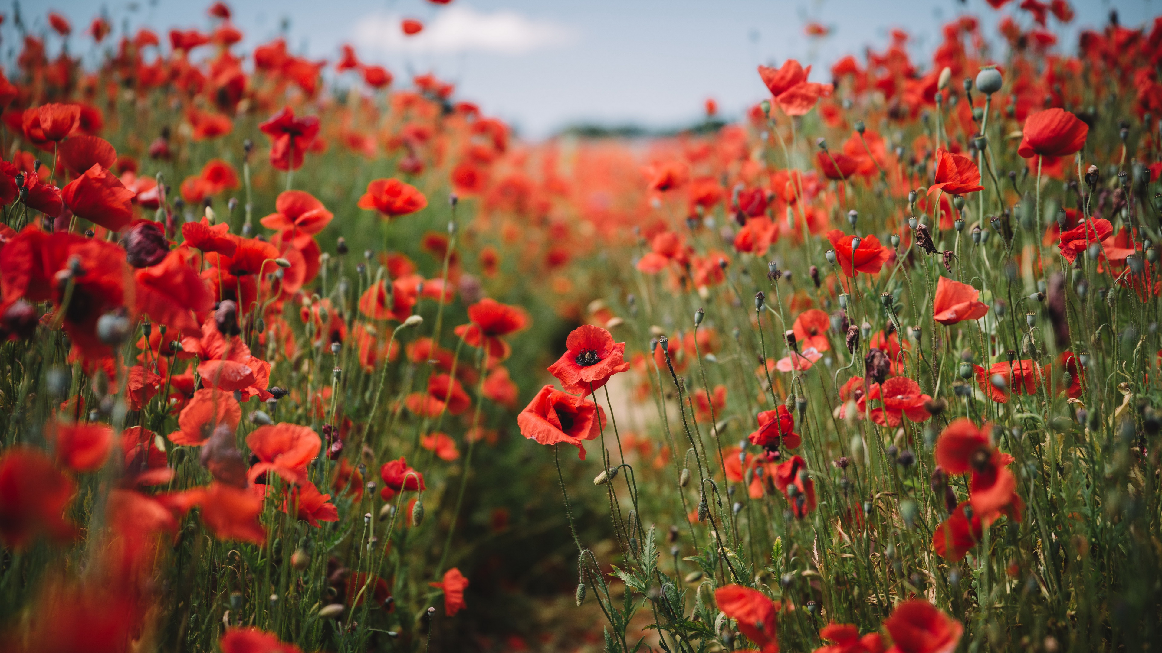 Téléchargez gratuitement l'image Fleurs, Coquelicot, Fleur Rouge, Terre/nature sur le bureau de votre PC