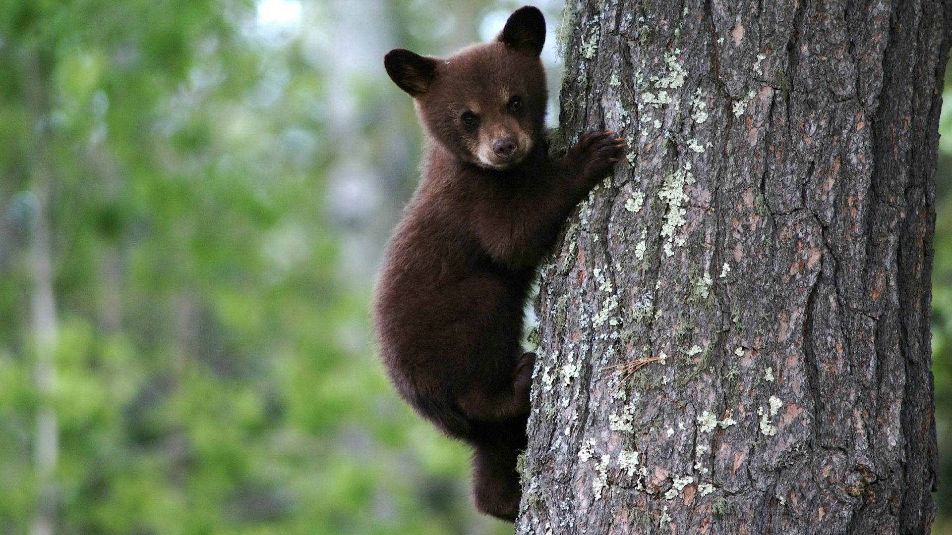 Free download wallpaper Animals, Wood, Young, Tree, Bear, Joey, Bark, Trunk on your PC desktop