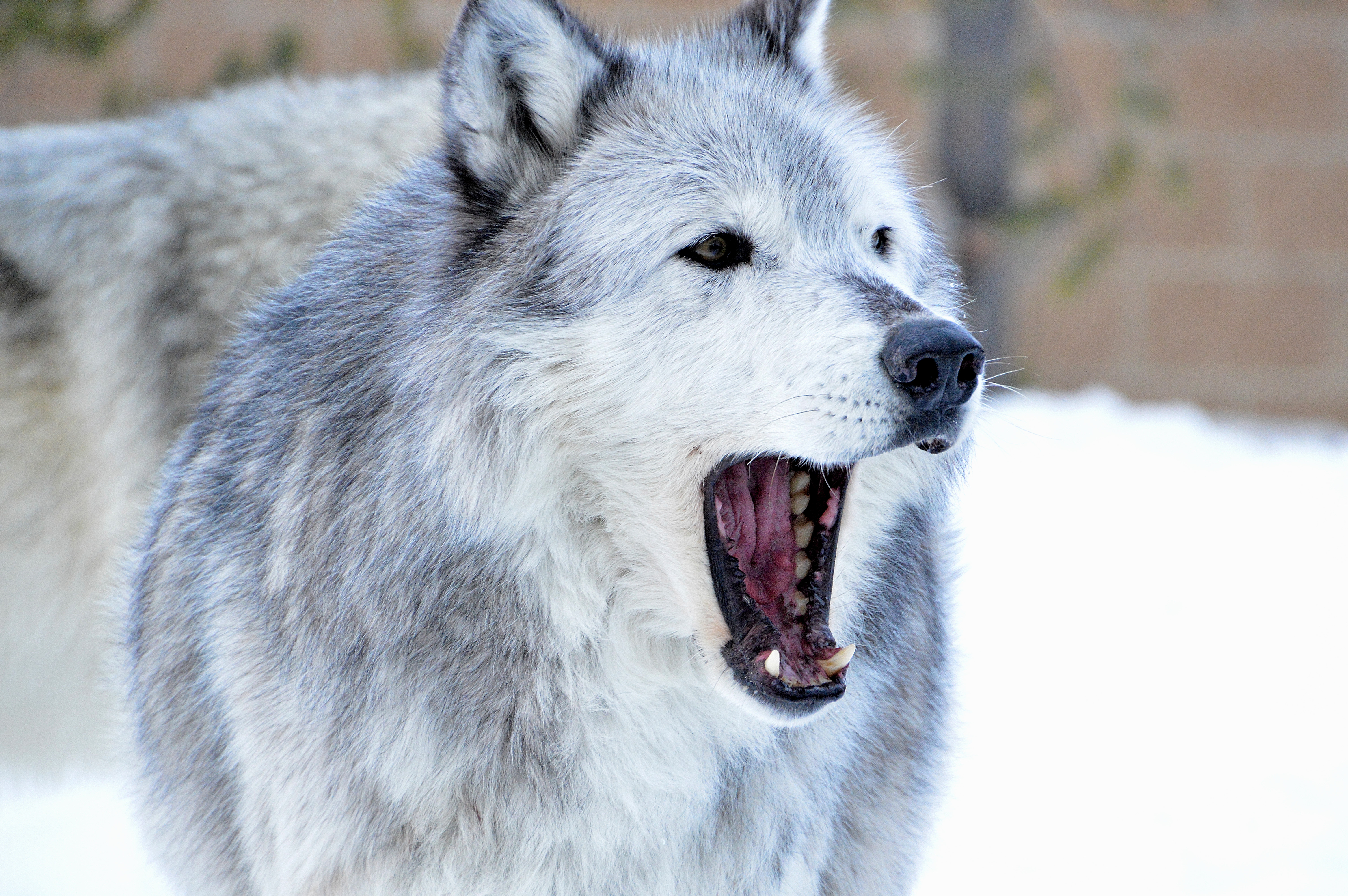 animals, predator, wolf, fangs, to fall, mouth, animal