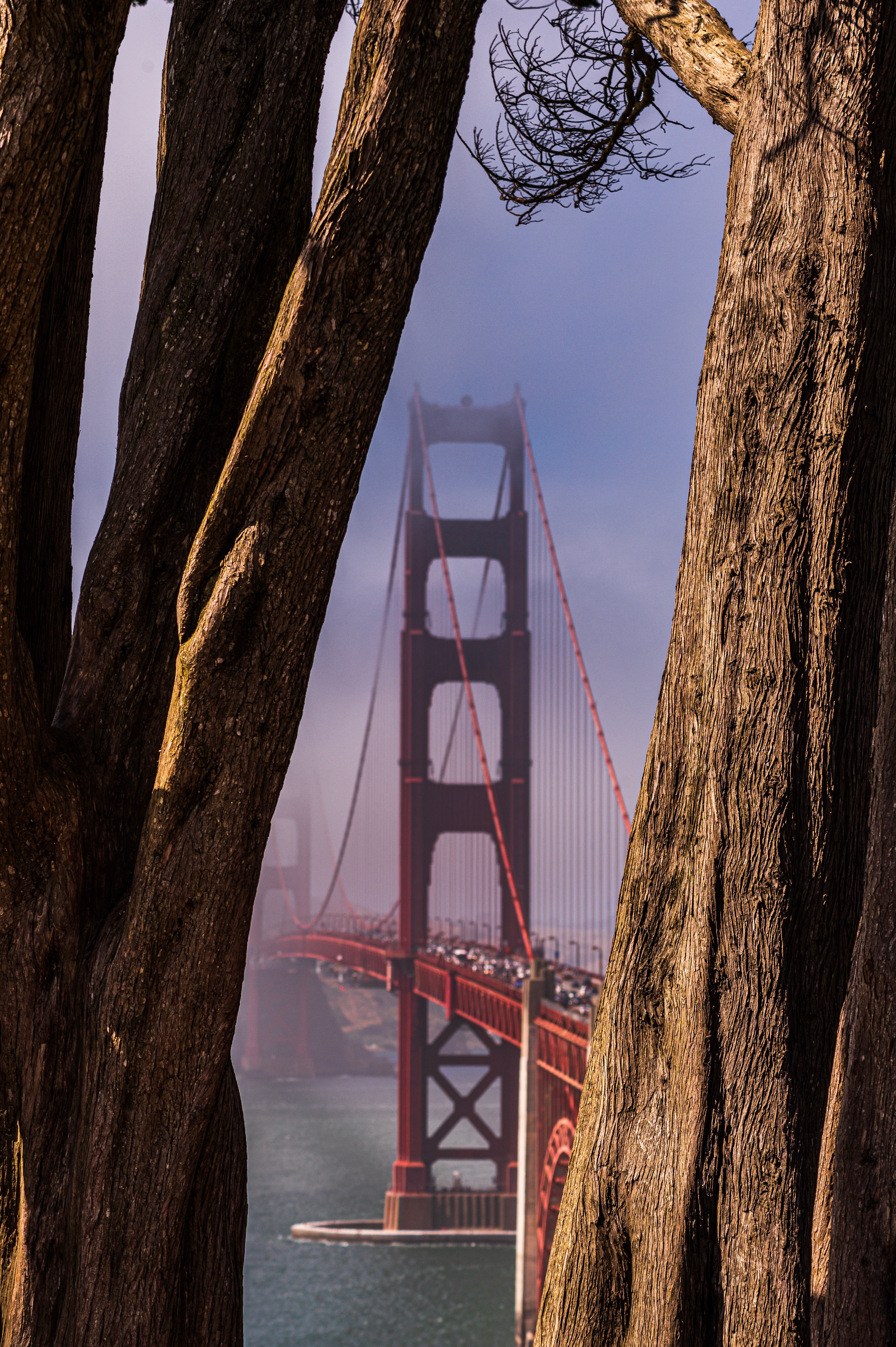 128073 скачать обои вид, природа, деревья, туман, мост - заставки и картинки бесплатно