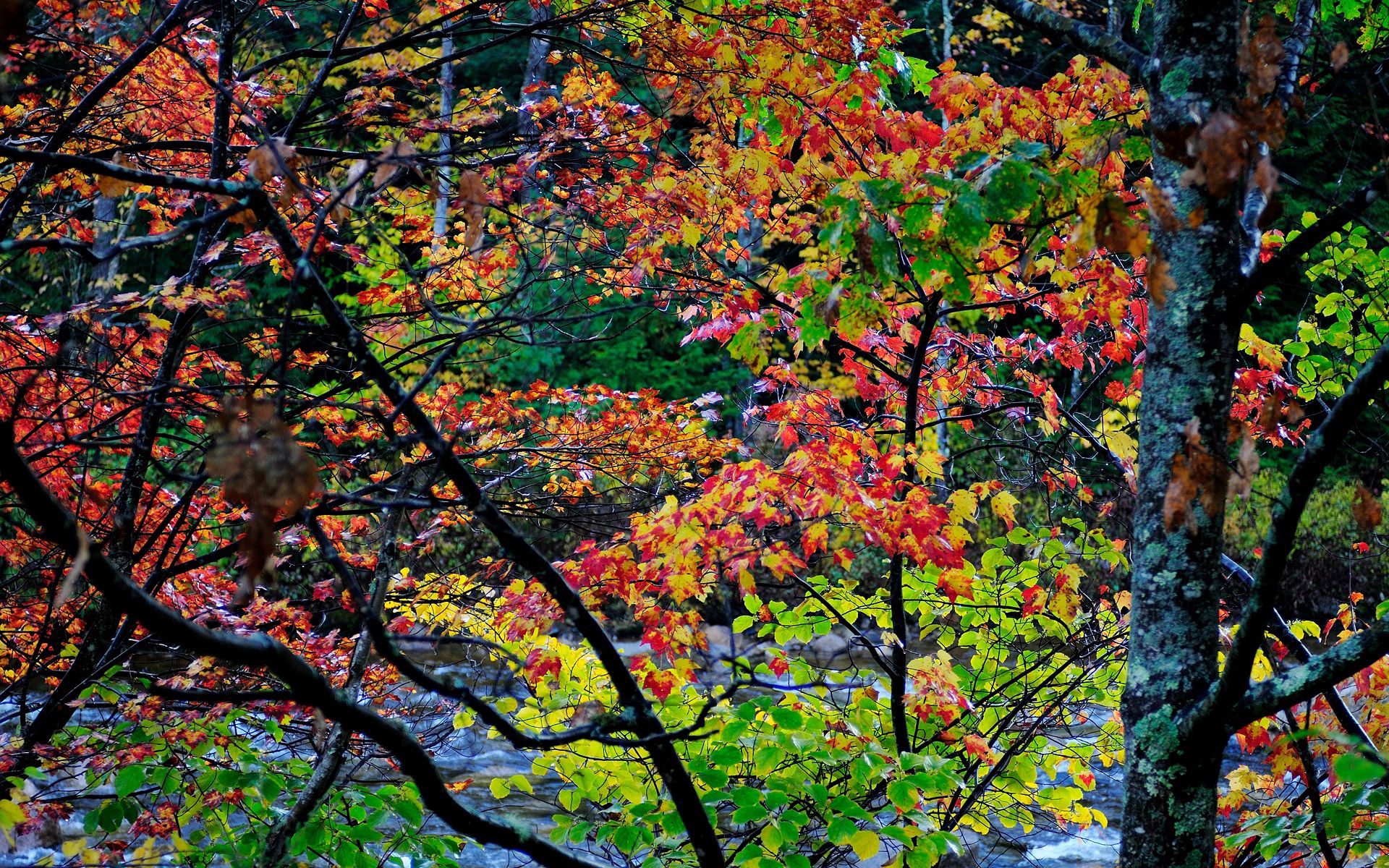 Скачать обои бесплатно Деревья, Красиво, Пейзаж, Природа, Осень картинка на рабочий стол ПК