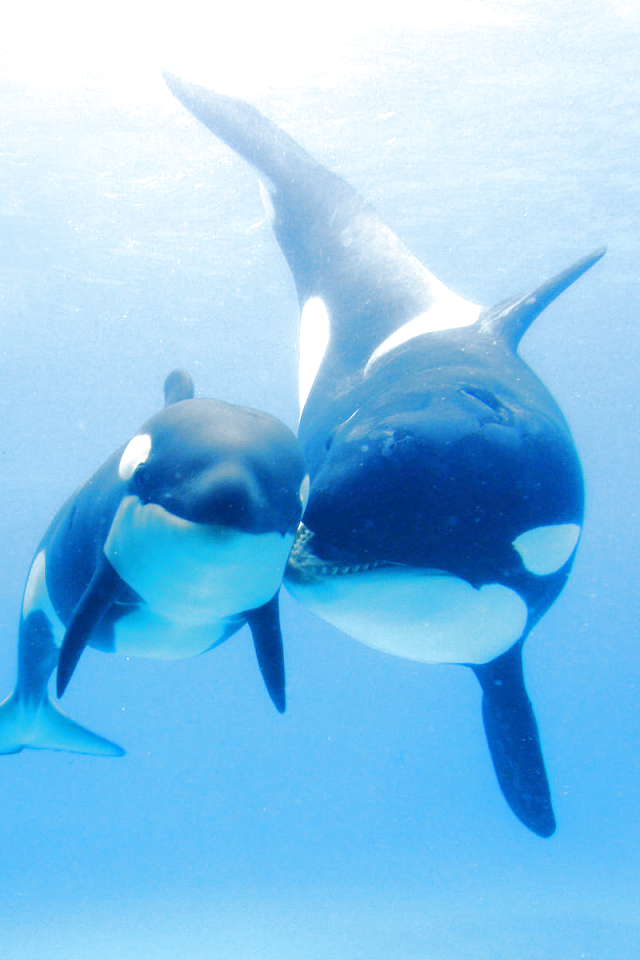 Download mobile wallpaper Animal, Whale, Killer Whale, Baby Animal, Sea Life, Orca for free.
