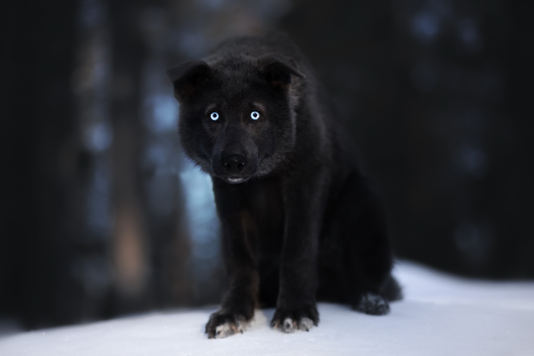 Laden Sie das Tiere, Hunde, Hund, Welpen, Tierbaby, Wolfshund-Bild kostenlos auf Ihren PC-Desktop herunter
