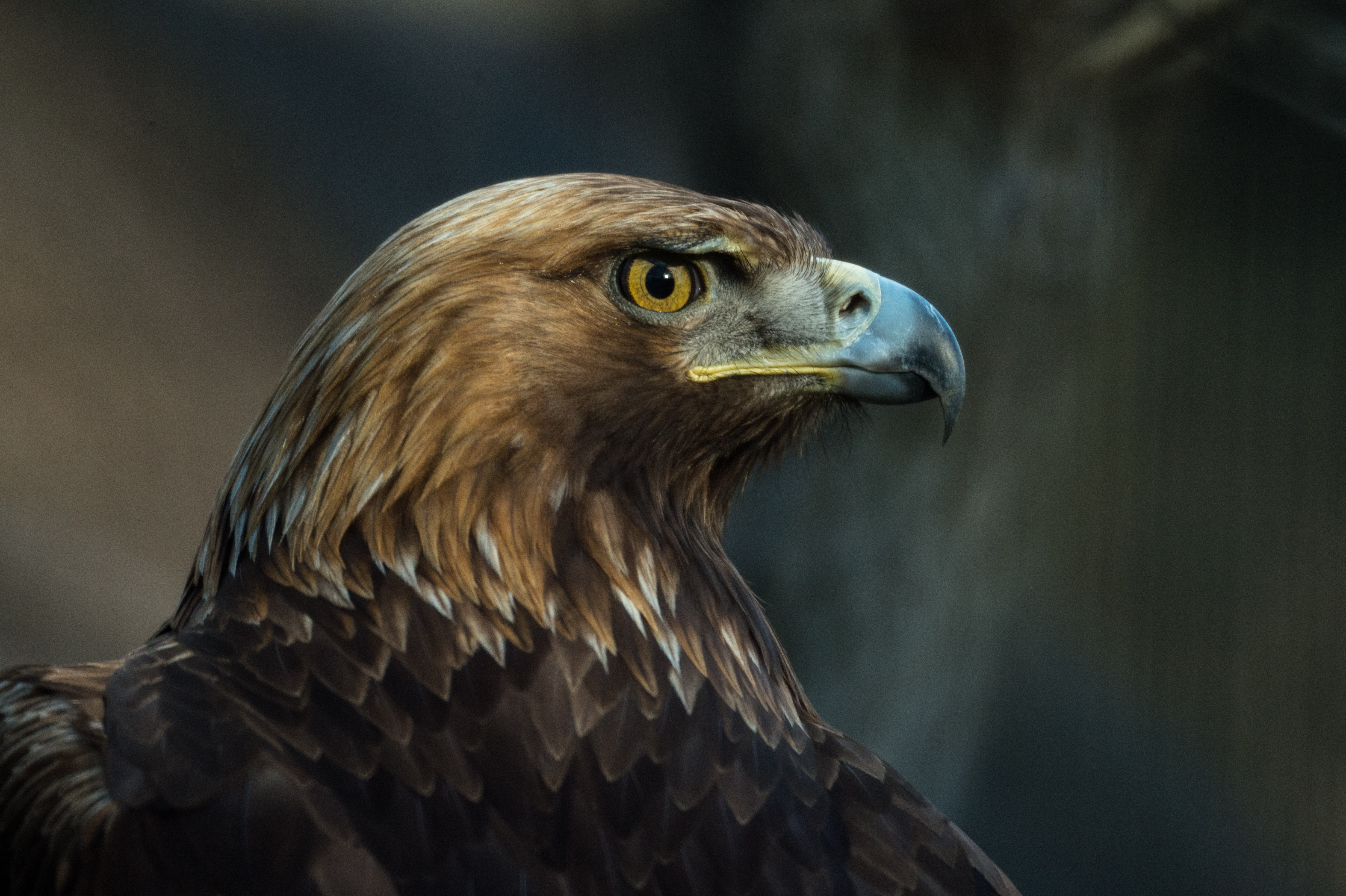 eagle, animals, bird, beak, predator, sight, opinion desktop HD wallpaper