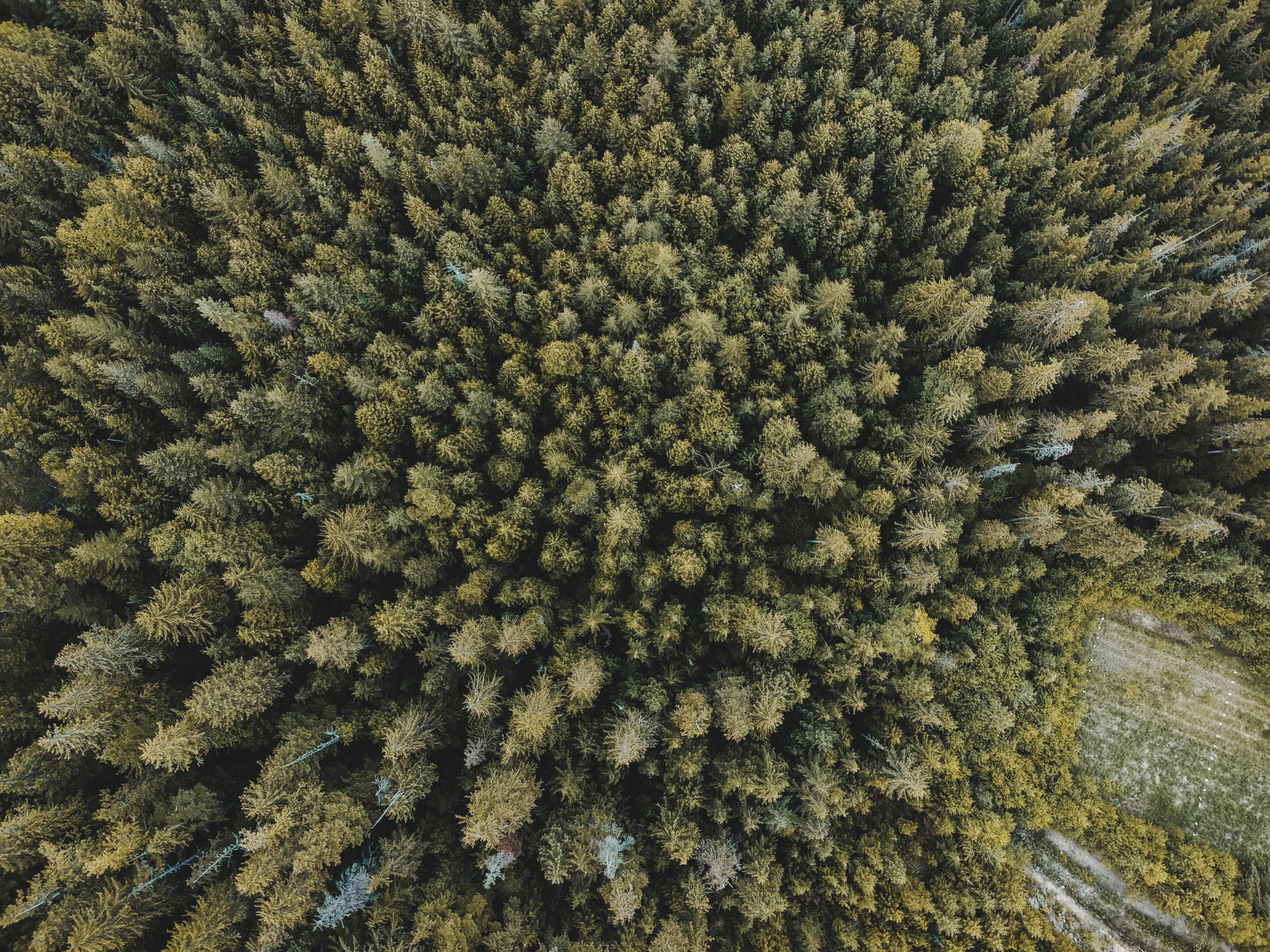 Download mobile wallpaper Spruce, Fir, View From Above, Forest, Trees, Nature for free.