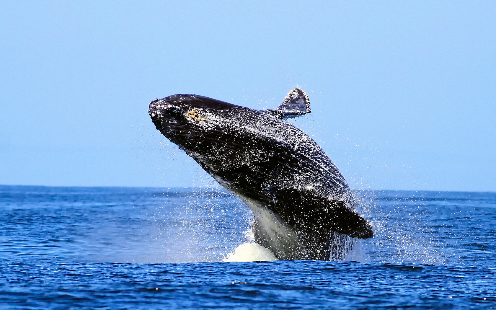 animal, humpback whale, breaching, whale