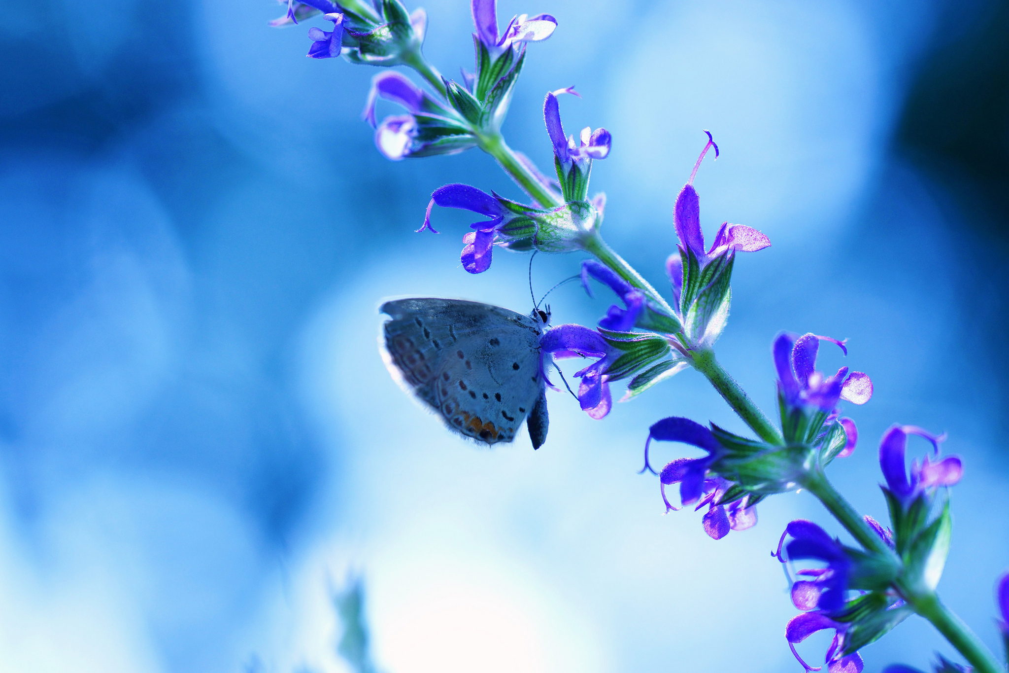 Download mobile wallpaper Flower, Macro, Butterfly, Animal, Purple Flower for free.