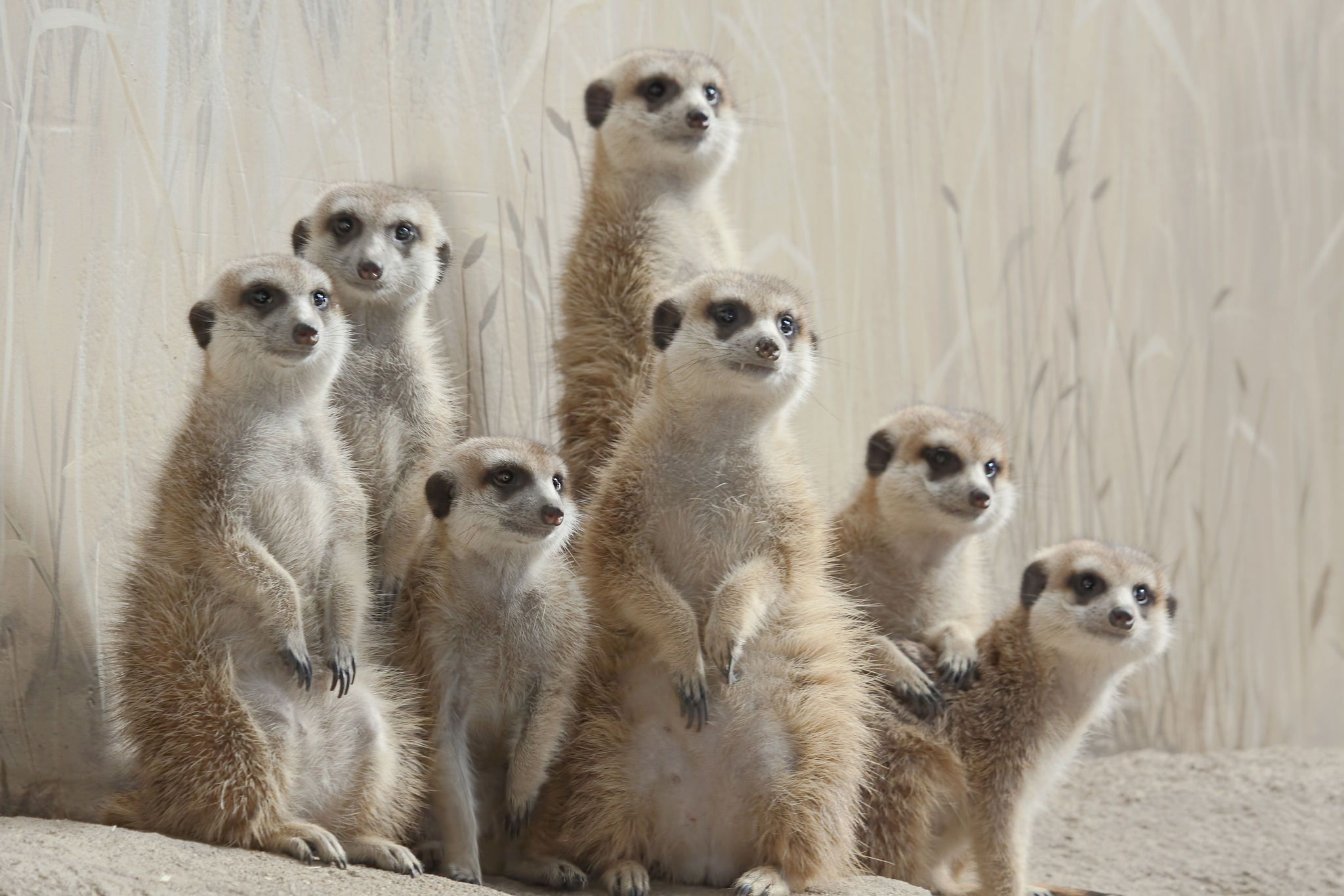 567246 baixar papel de parede animais, suricata - protetores de tela e imagens gratuitamente