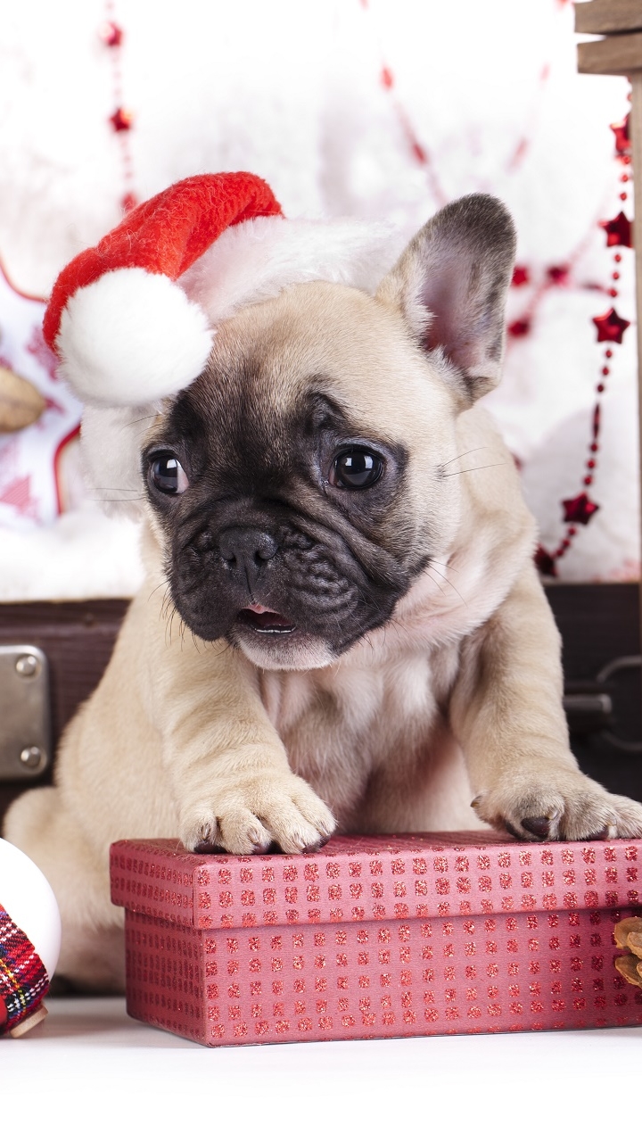 Téléchargez des papiers peints mobile Animaux, Chiens, Chiot, Chapeau De Père Noël gratuitement.