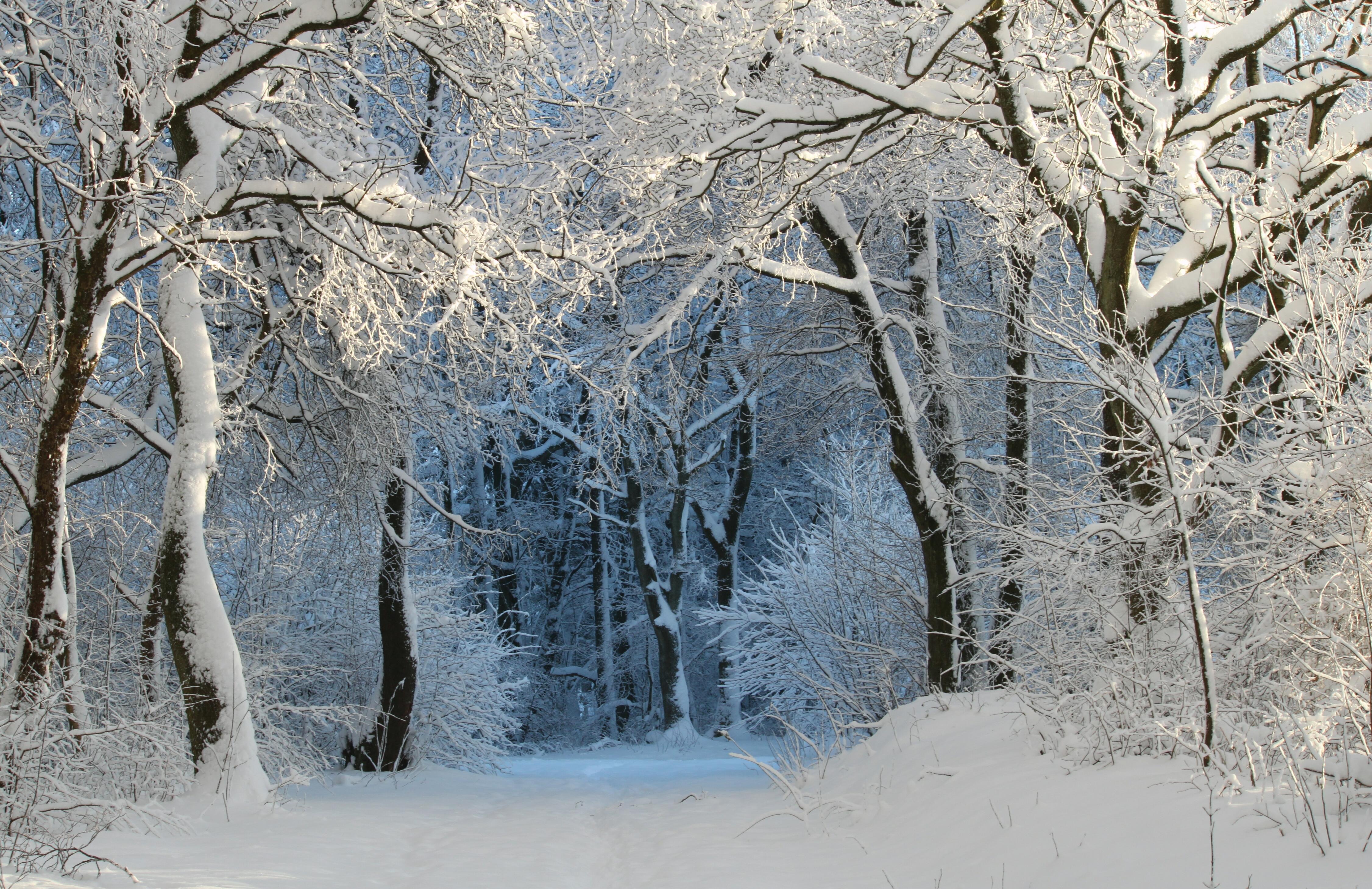Скачать обои бесплатно Зима, Снег, Дорога, Лес, Дерево, Земля/природа картинка на рабочий стол ПК