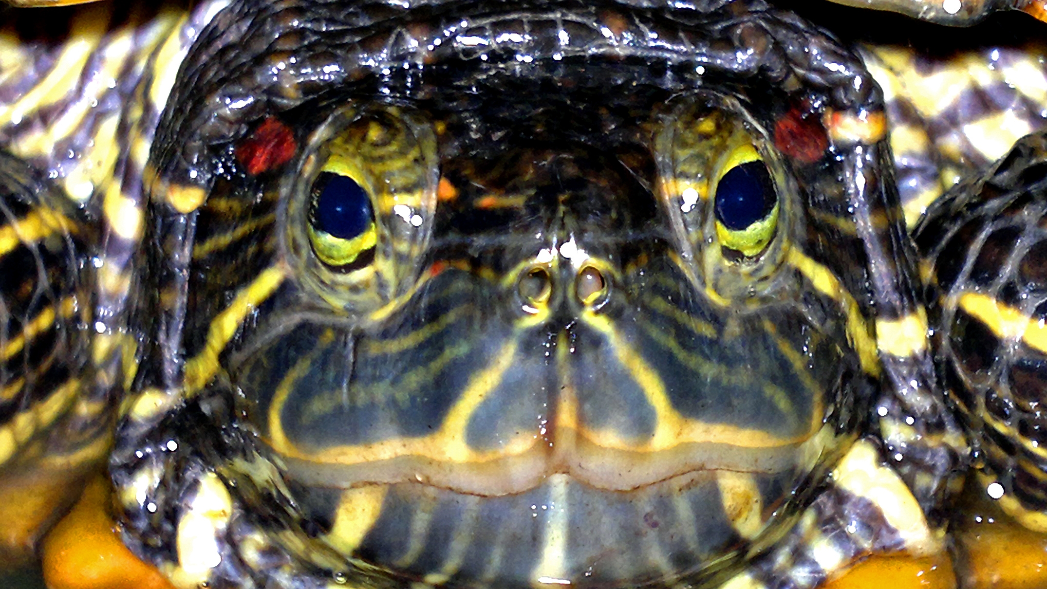 Laden Sie das Tiere, Schildkröte, Schildkröten-Bild kostenlos auf Ihren PC-Desktop herunter
