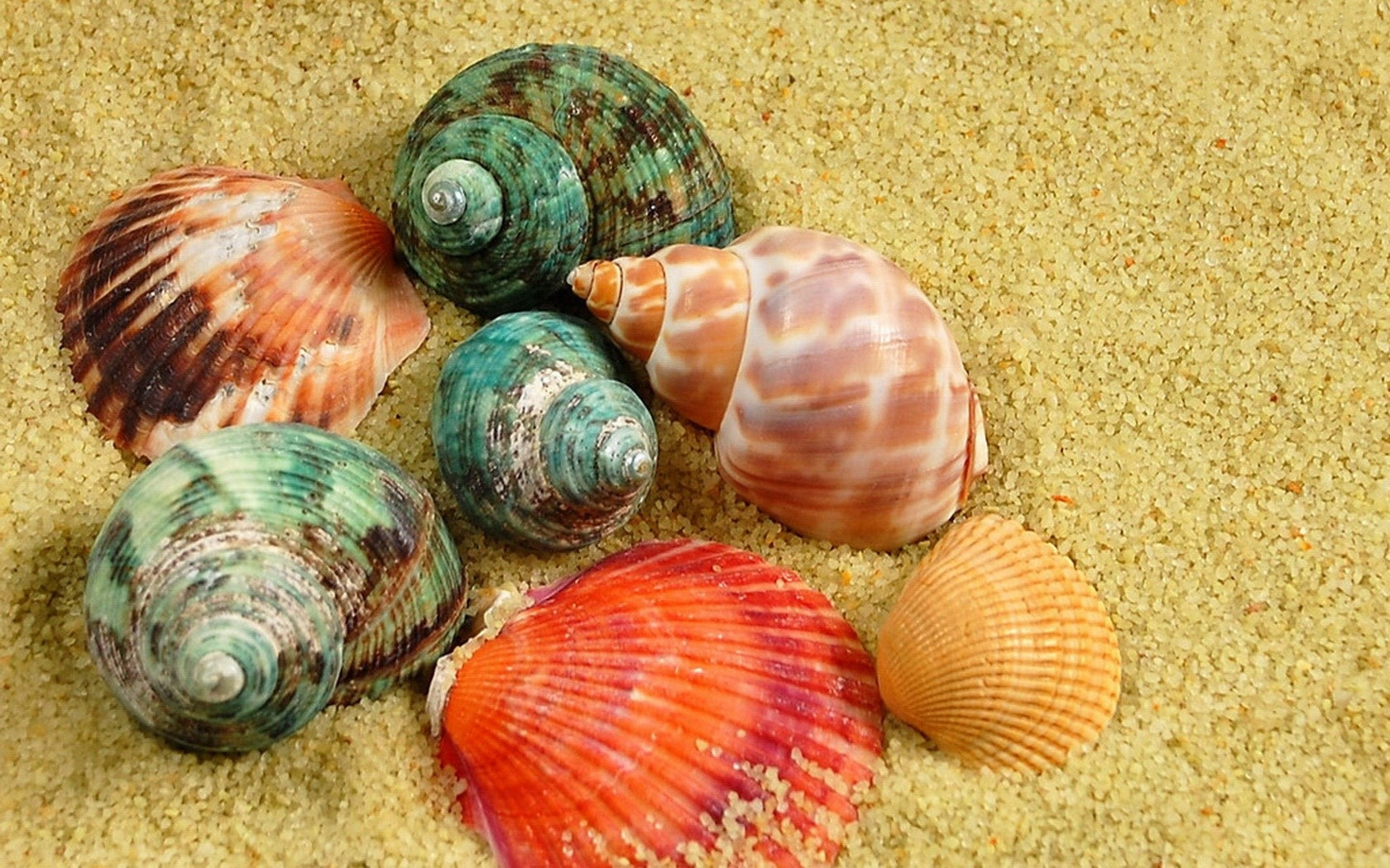 Download mobile wallpaper Earth, Colors, Shell for free.