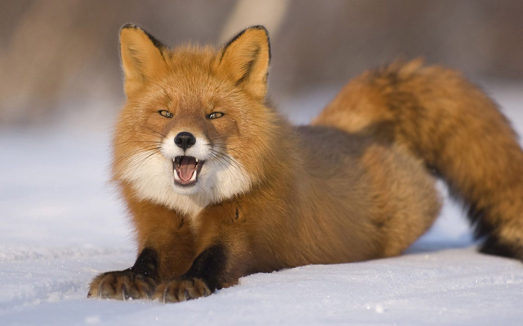 young, funny, animals, snow, fox, red, to lie down, lie, redhead
