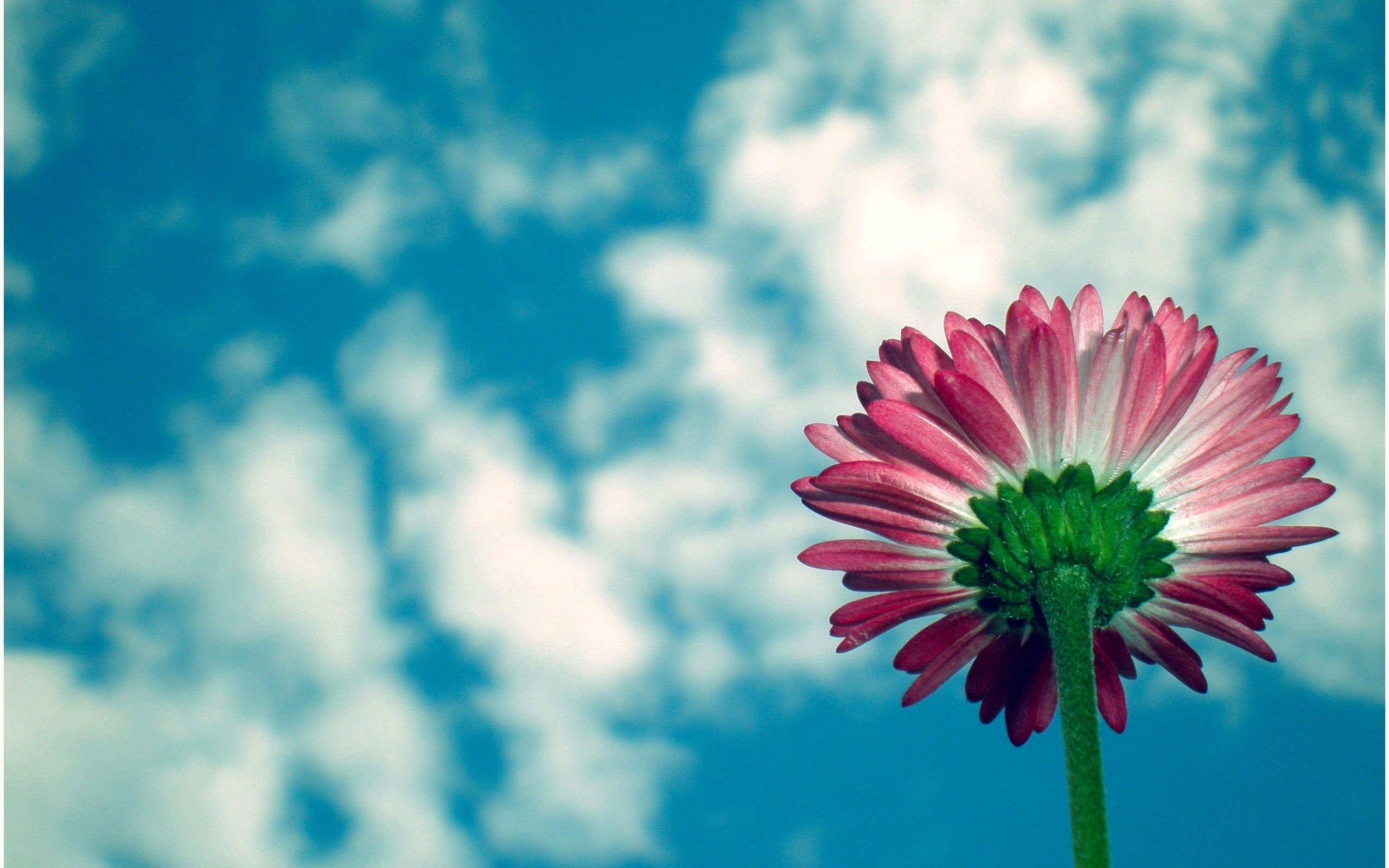 Laden Sie das Sky, Gänseblümchen, Daisy, Blumen, Clouds, Blume-Bild kostenlos auf Ihren PC-Desktop herunter