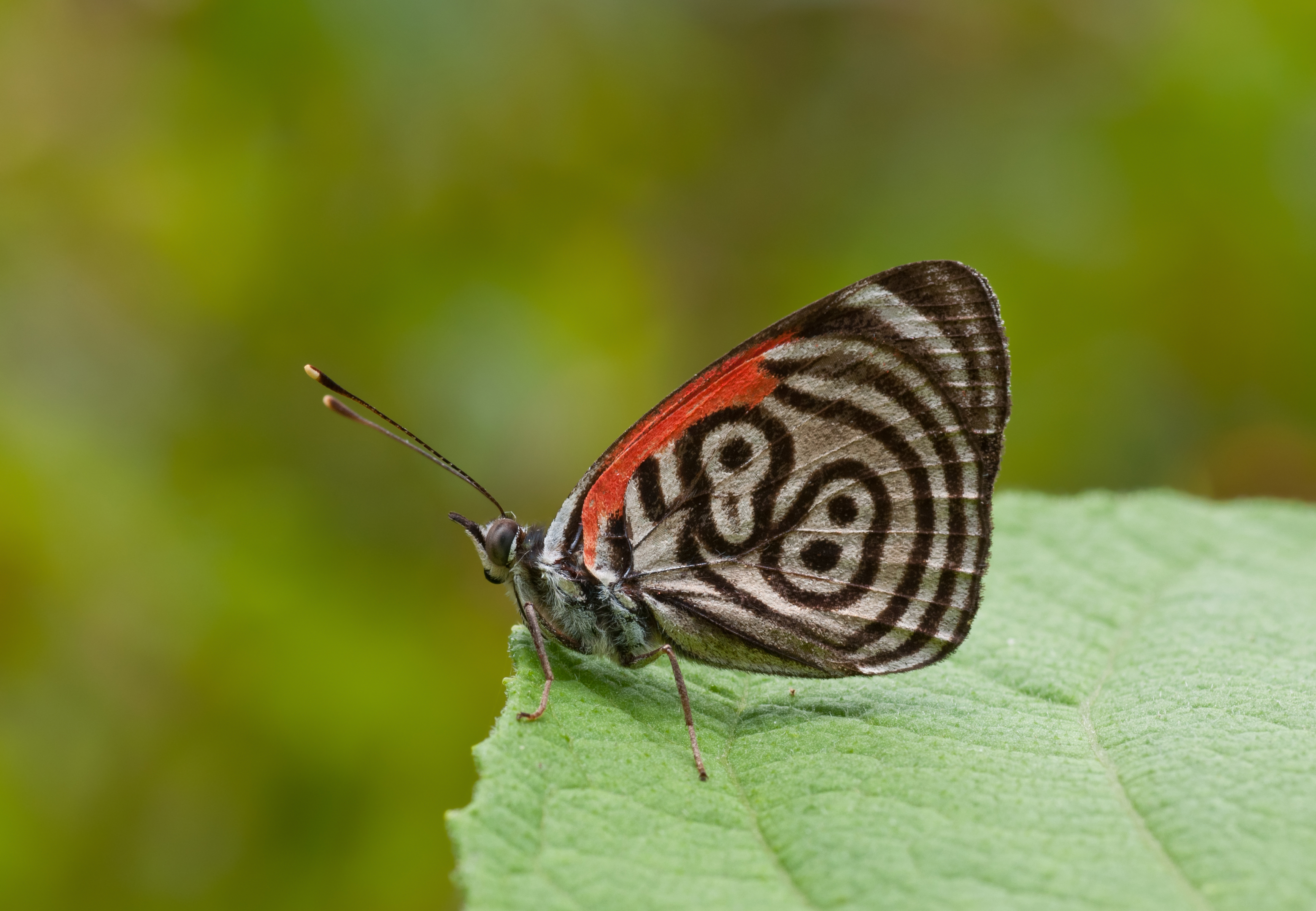 Free download wallpaper Butterfly, Animal on your PC desktop