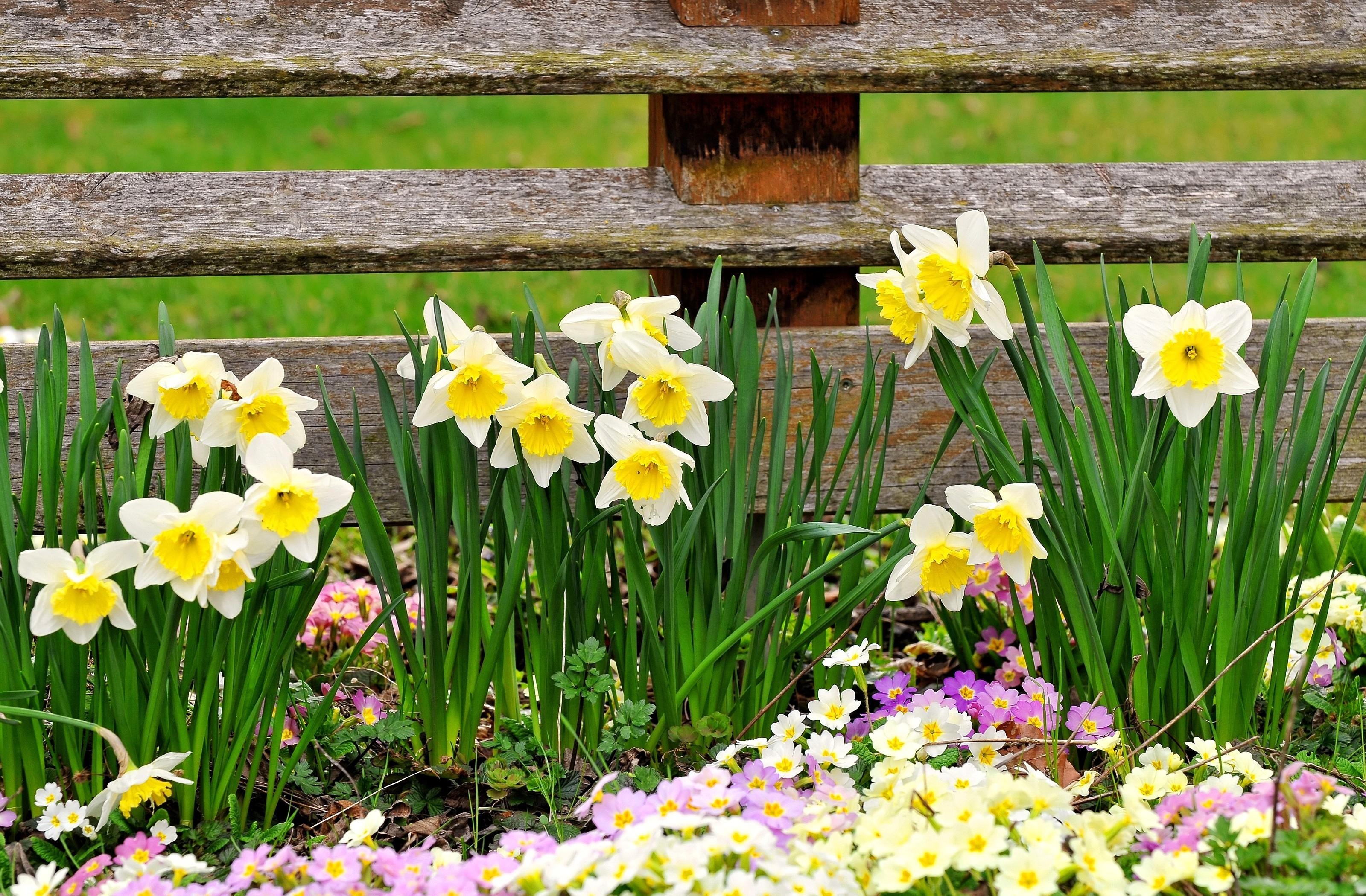 primrose, flowers, narcissussi, fence, spring