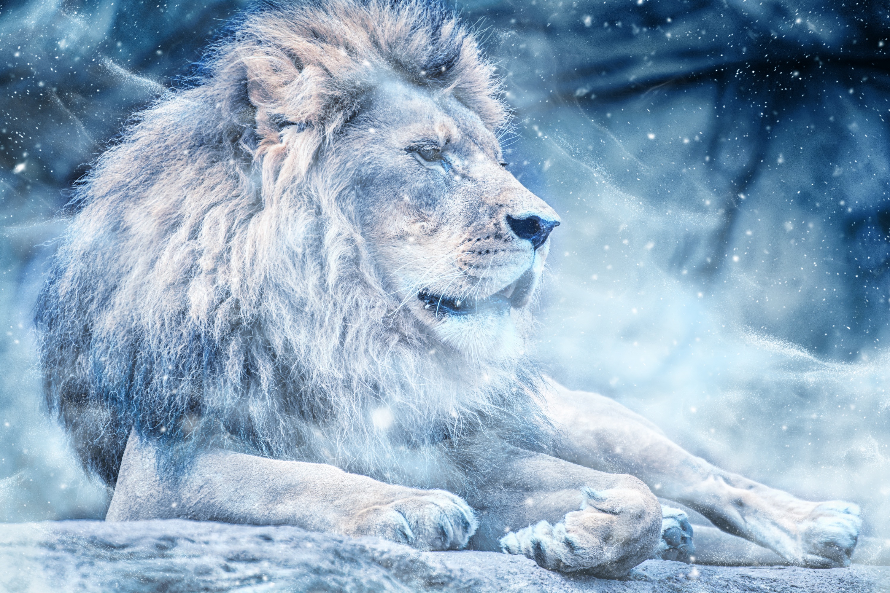 lion, big cat, animals, king of the beasts, snow, king of beasts