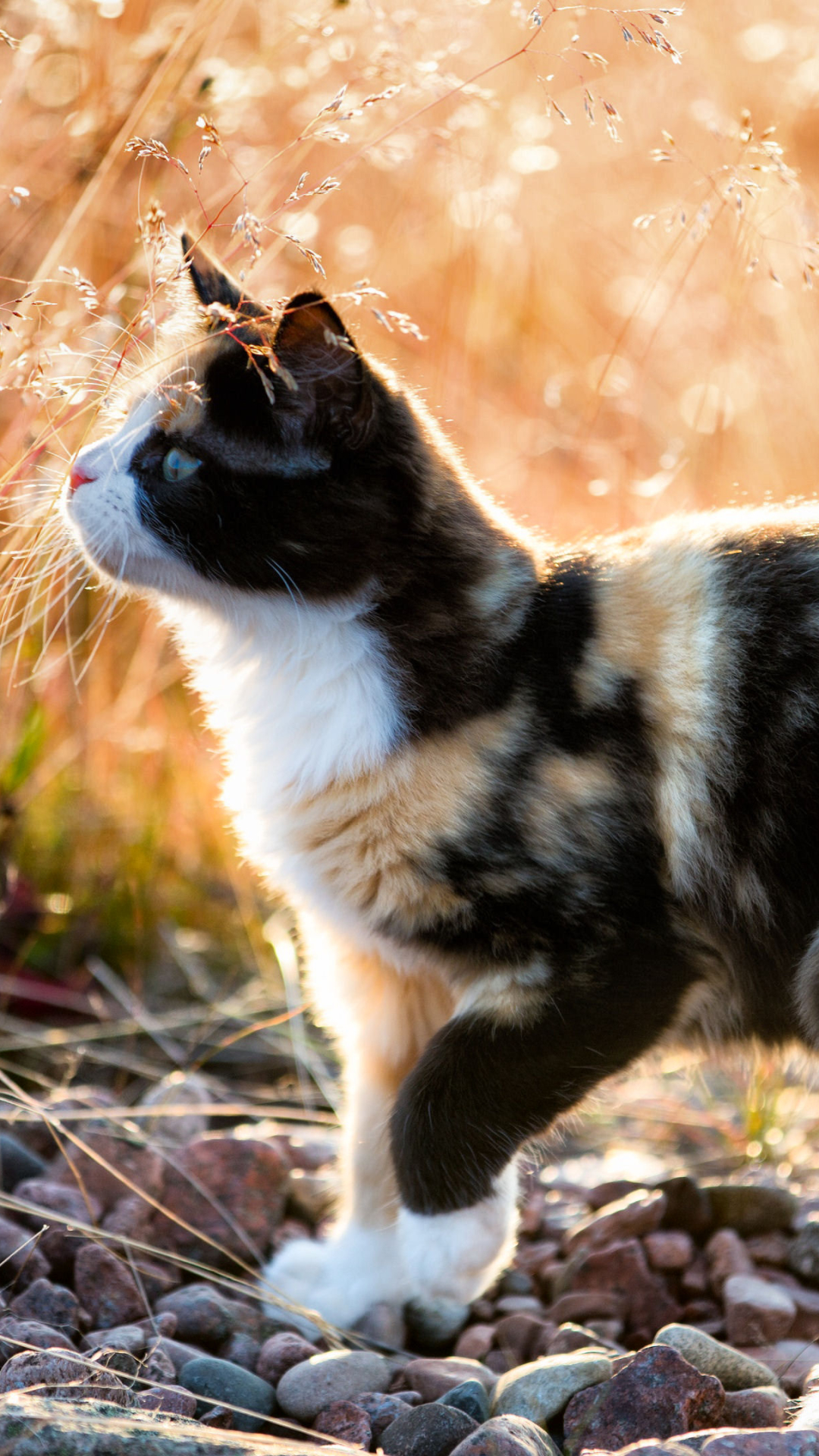 Baixar papel de parede para celular de Animais, Gatos, Gato, Ensolarado gratuito.