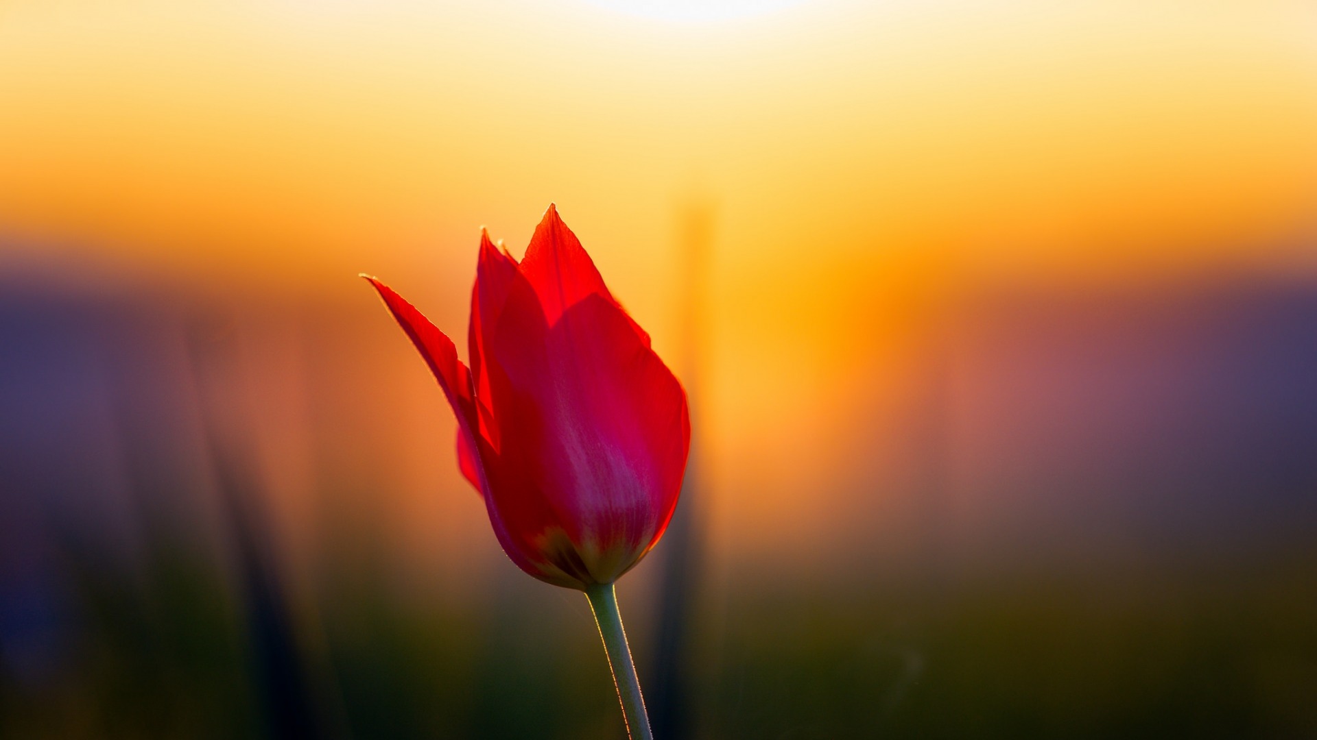 Download mobile wallpaper Flowers, Flower, Earth, Tulip, Red Flower for free.