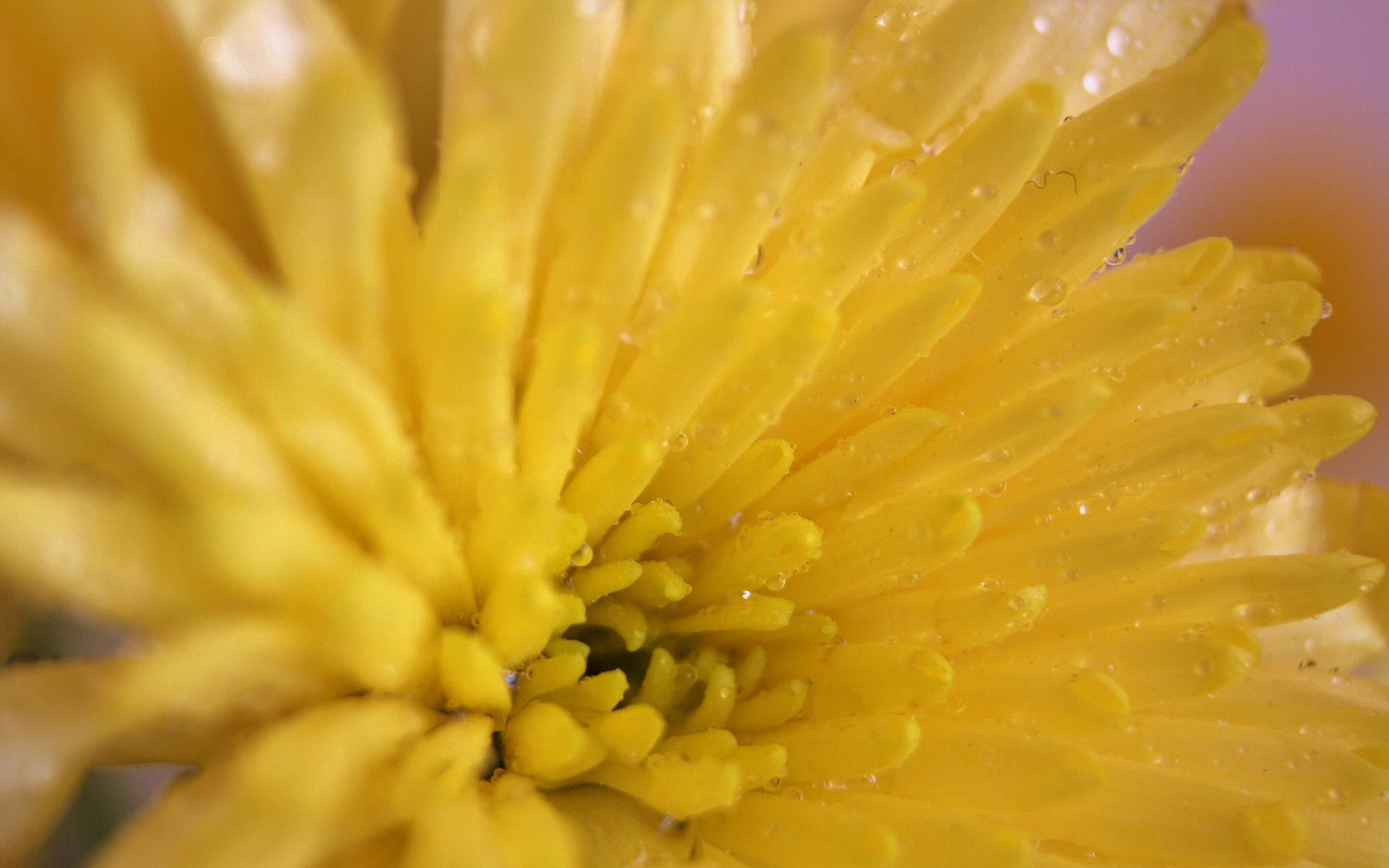 Laden Sie das Chrysantheme, Makro, Hell, Blütenblätter, Farbe-Bild kostenlos auf Ihren PC-Desktop herunter
