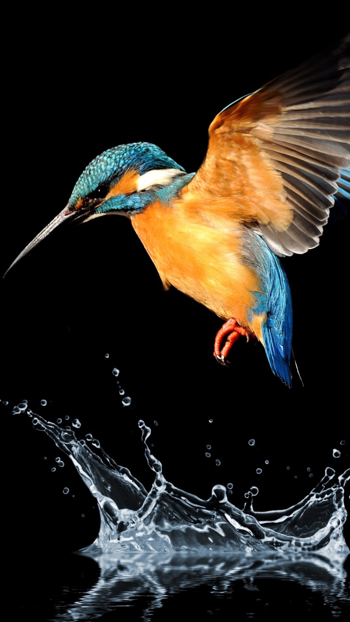 無料モバイル壁紙動物, 鳥, 水, カワセミをダウンロードします。