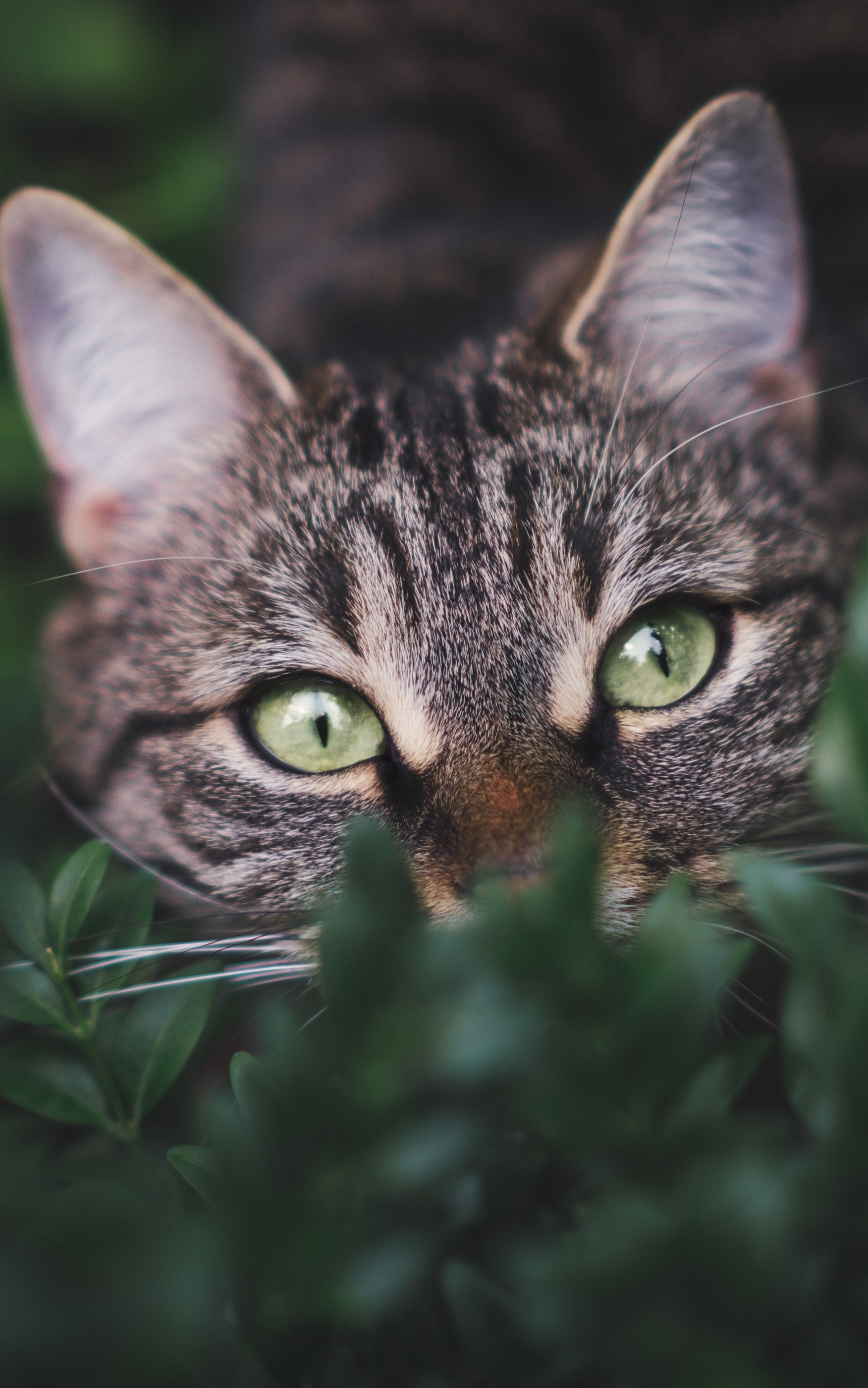 Download mobile wallpaper Cats, Cat, Animal, Tabby Cat, Stare for free.