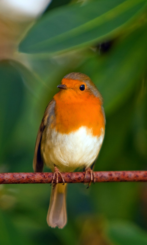 Descarga gratuita de fondo de pantalla para móvil de Animales, Aves, Ave.